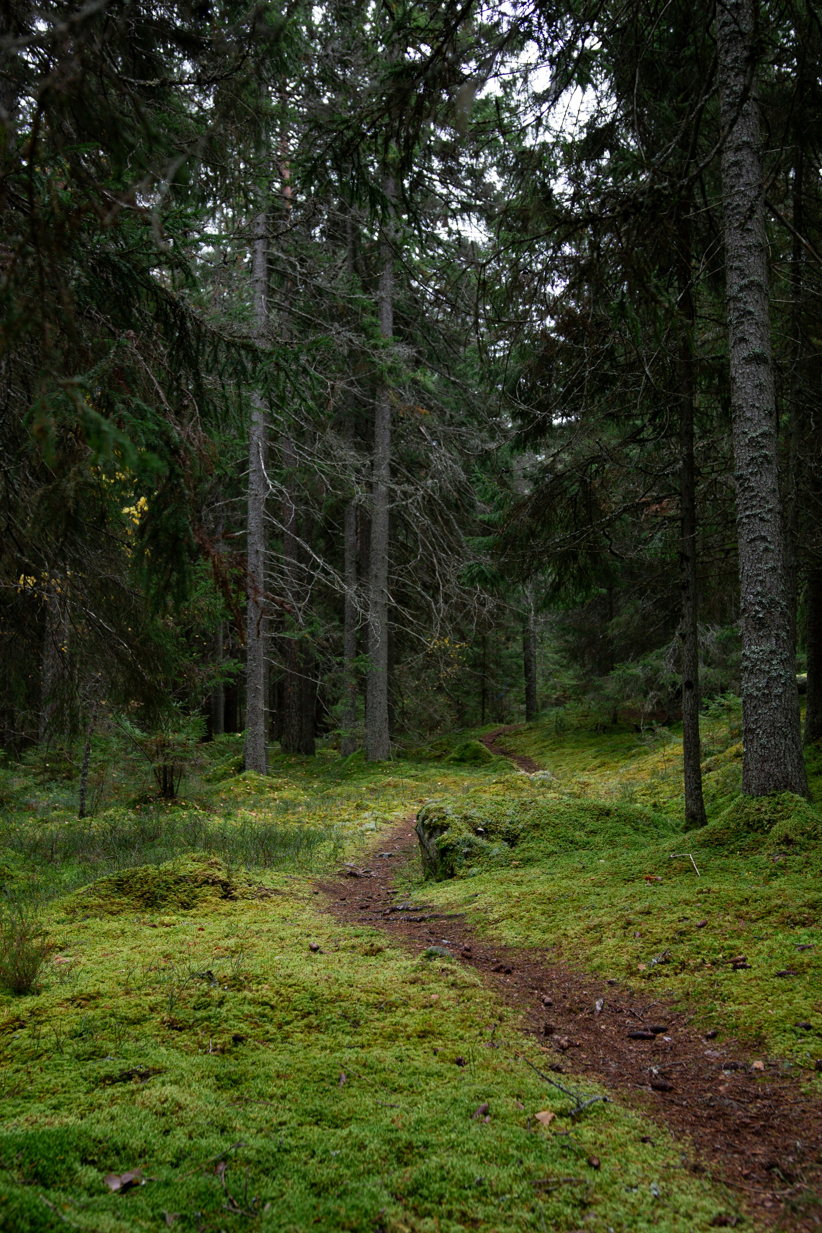 A path in the middle of a forest with lots of trees