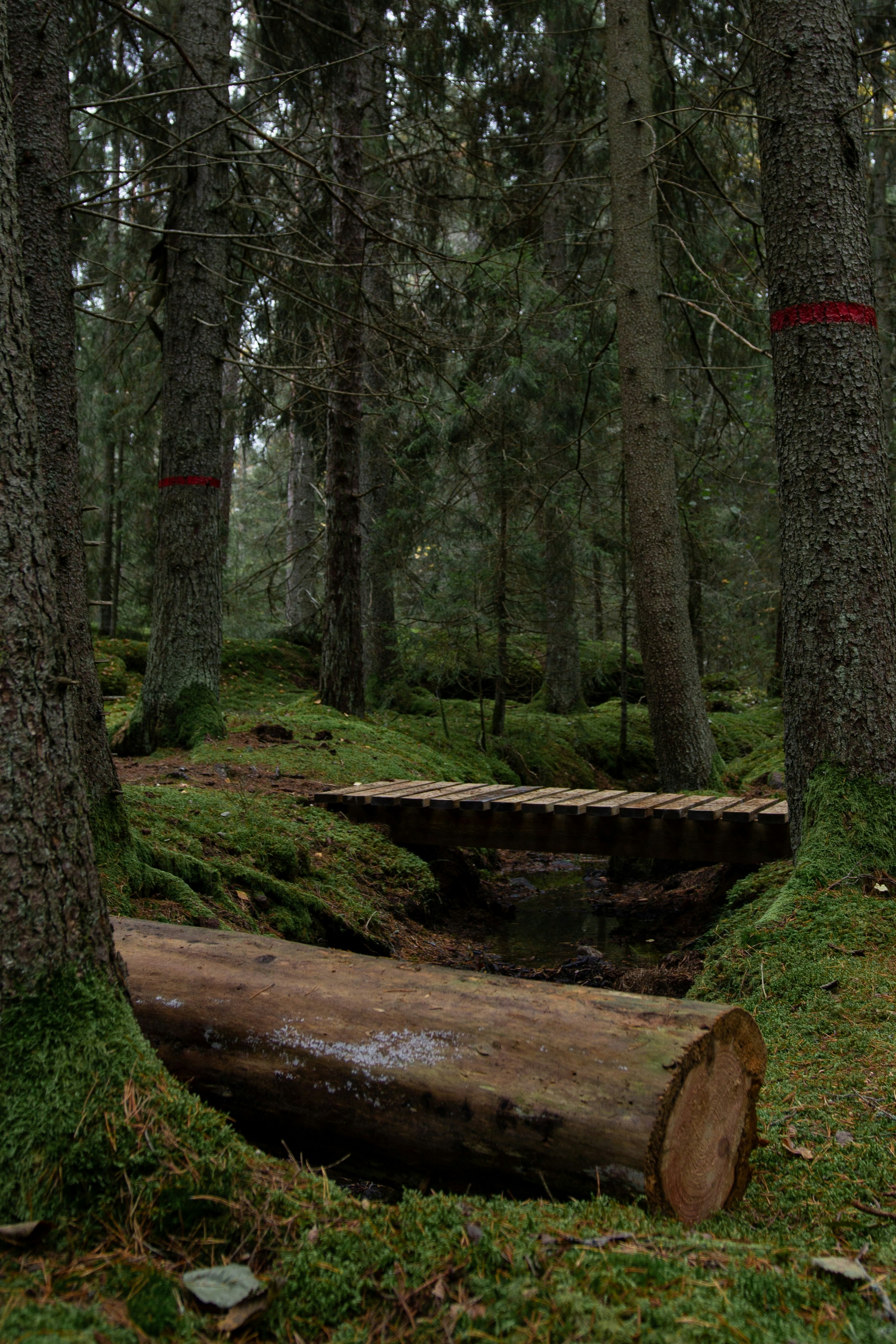 A large log sitting in the middle of a forest