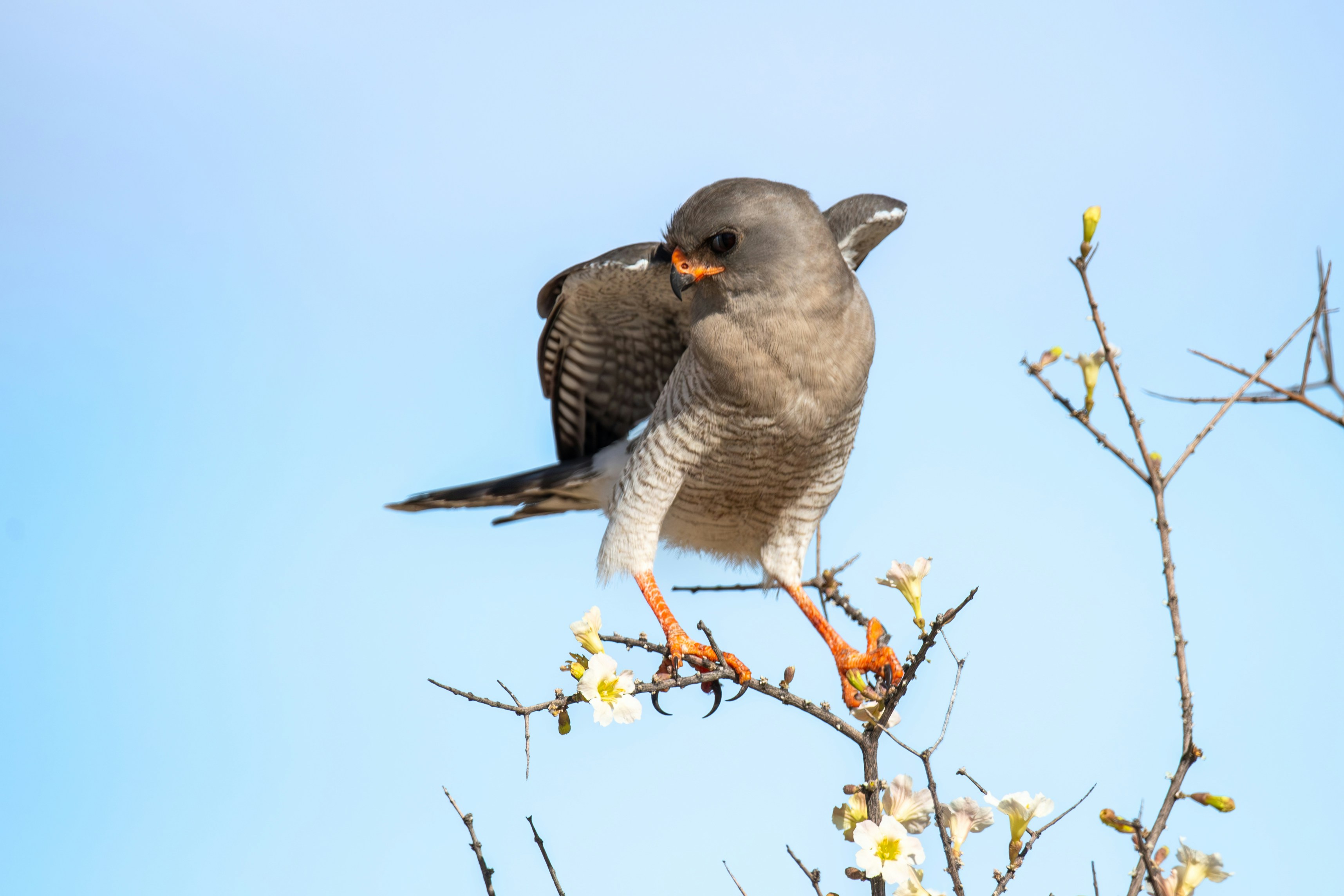 A bird sitting on top of a tree branch