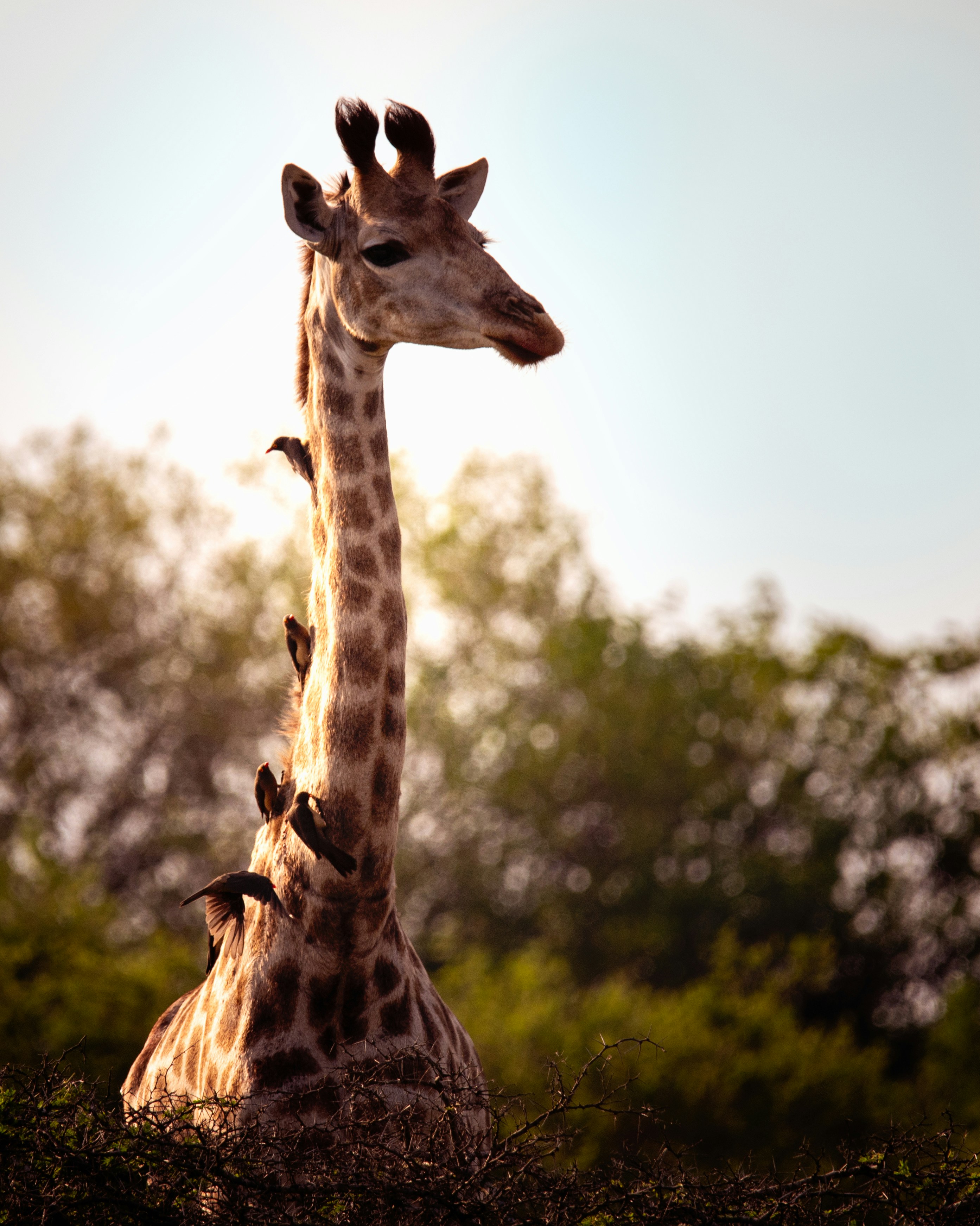 A couple of giraffe standing next to each other