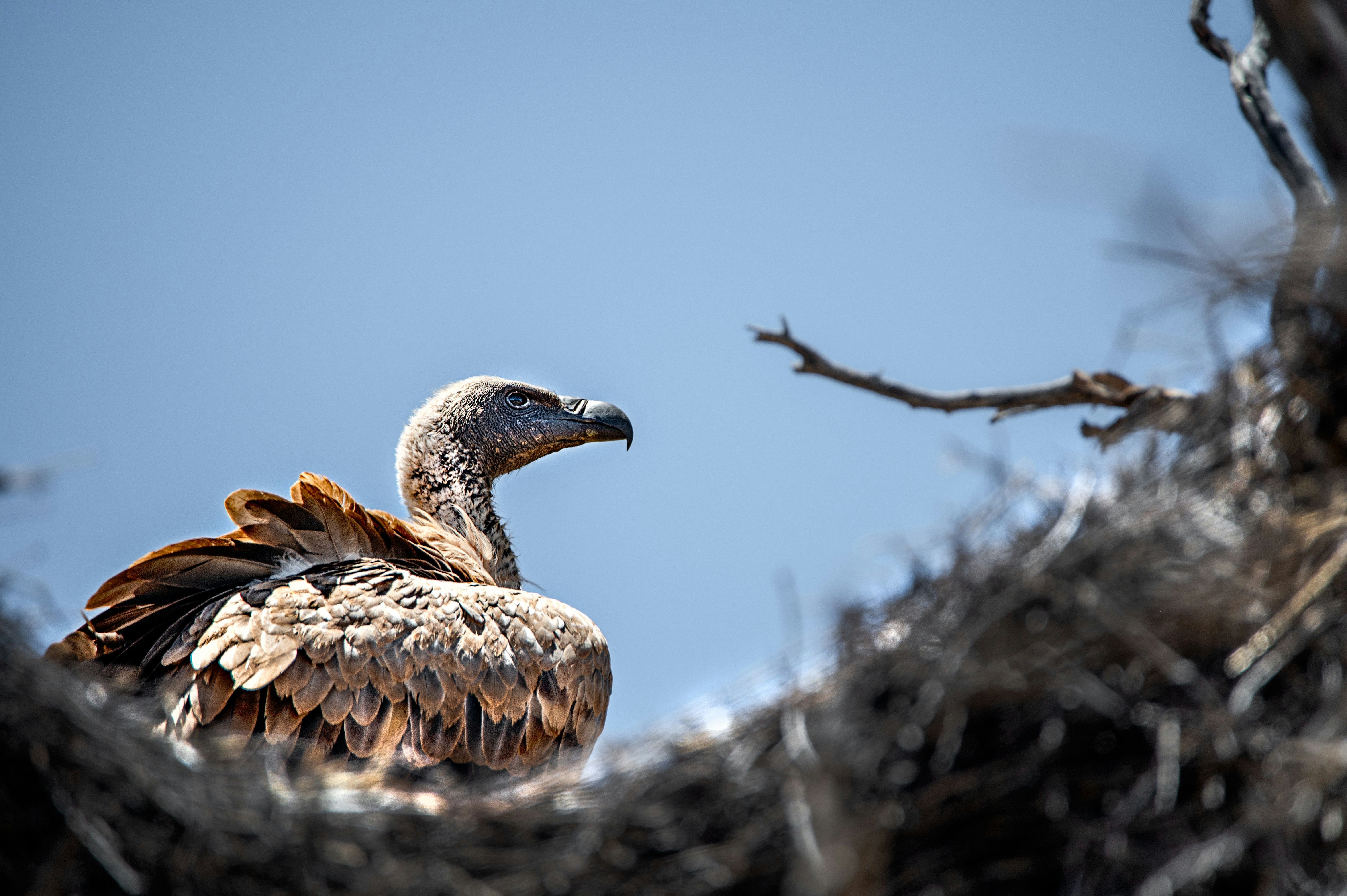 A large bird sitting on top of a tree branch