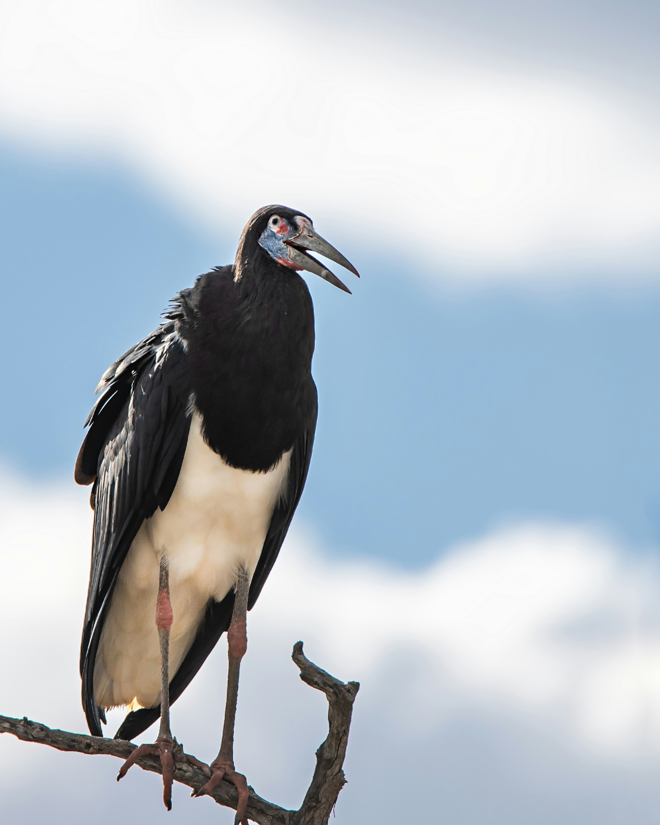 A black and white bird sitting on top of a tree branch