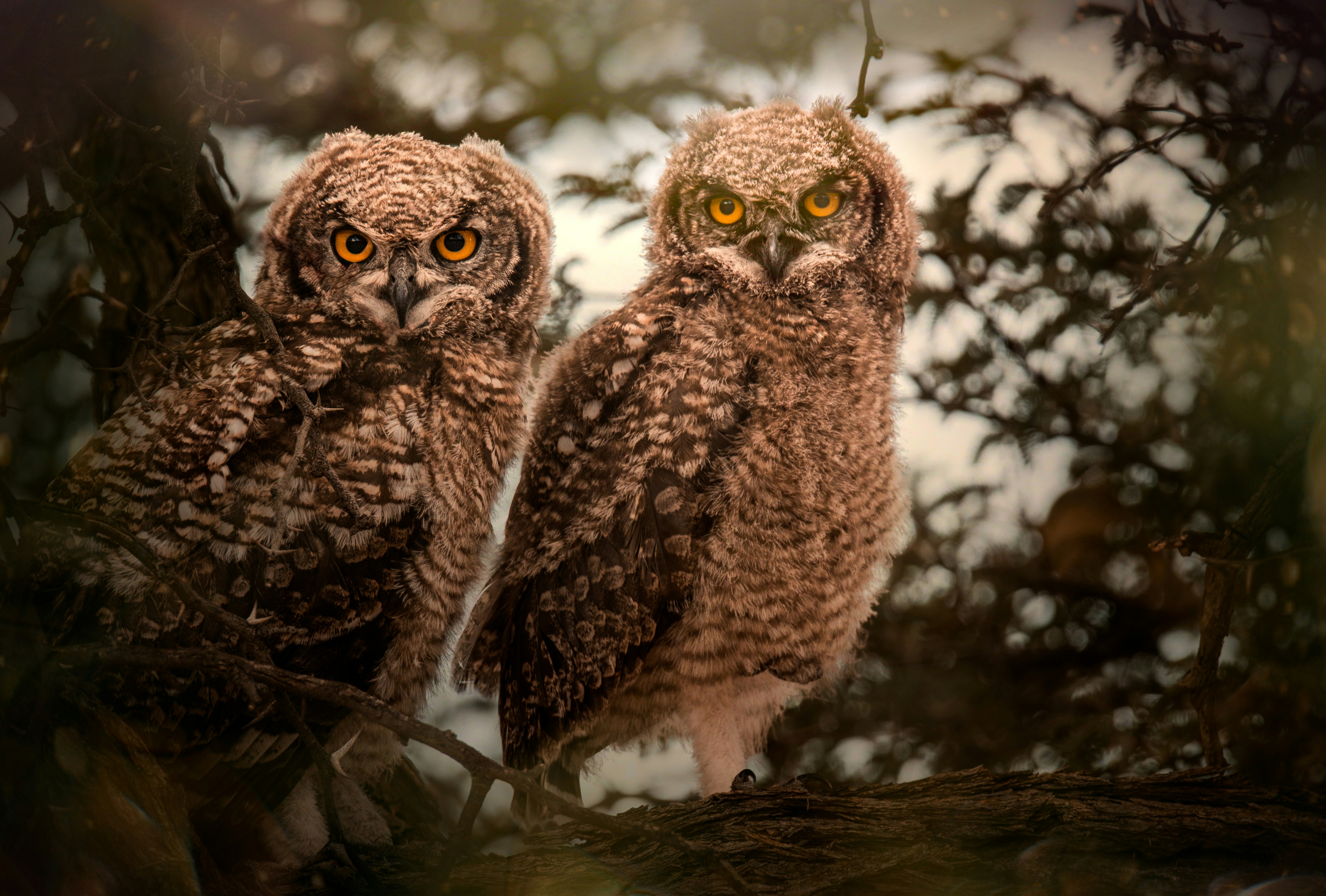 Photo by whoopsadaisies