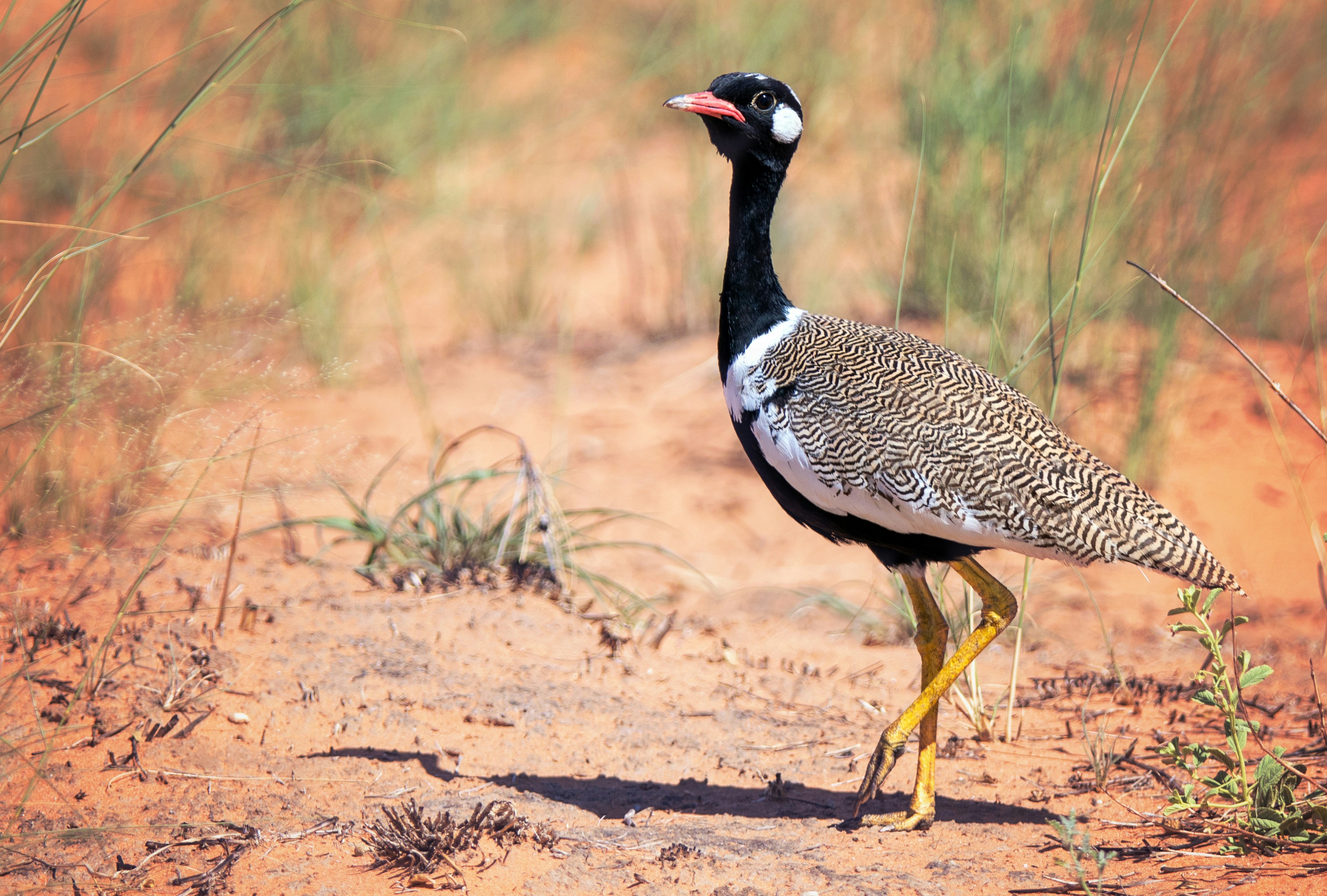 A bird standing on the side of a dirt road