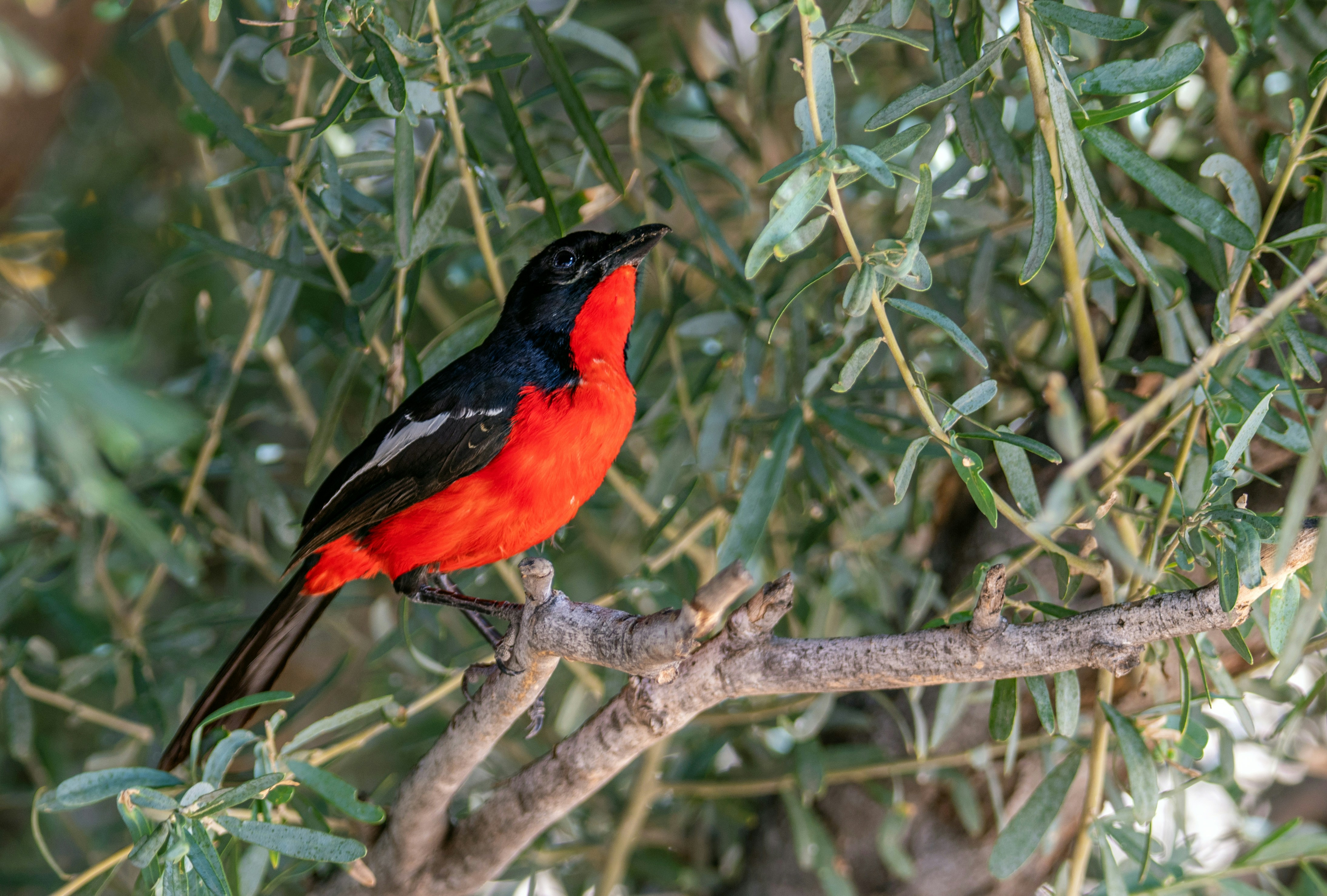 A red and black bird sitting on top of a tree branch