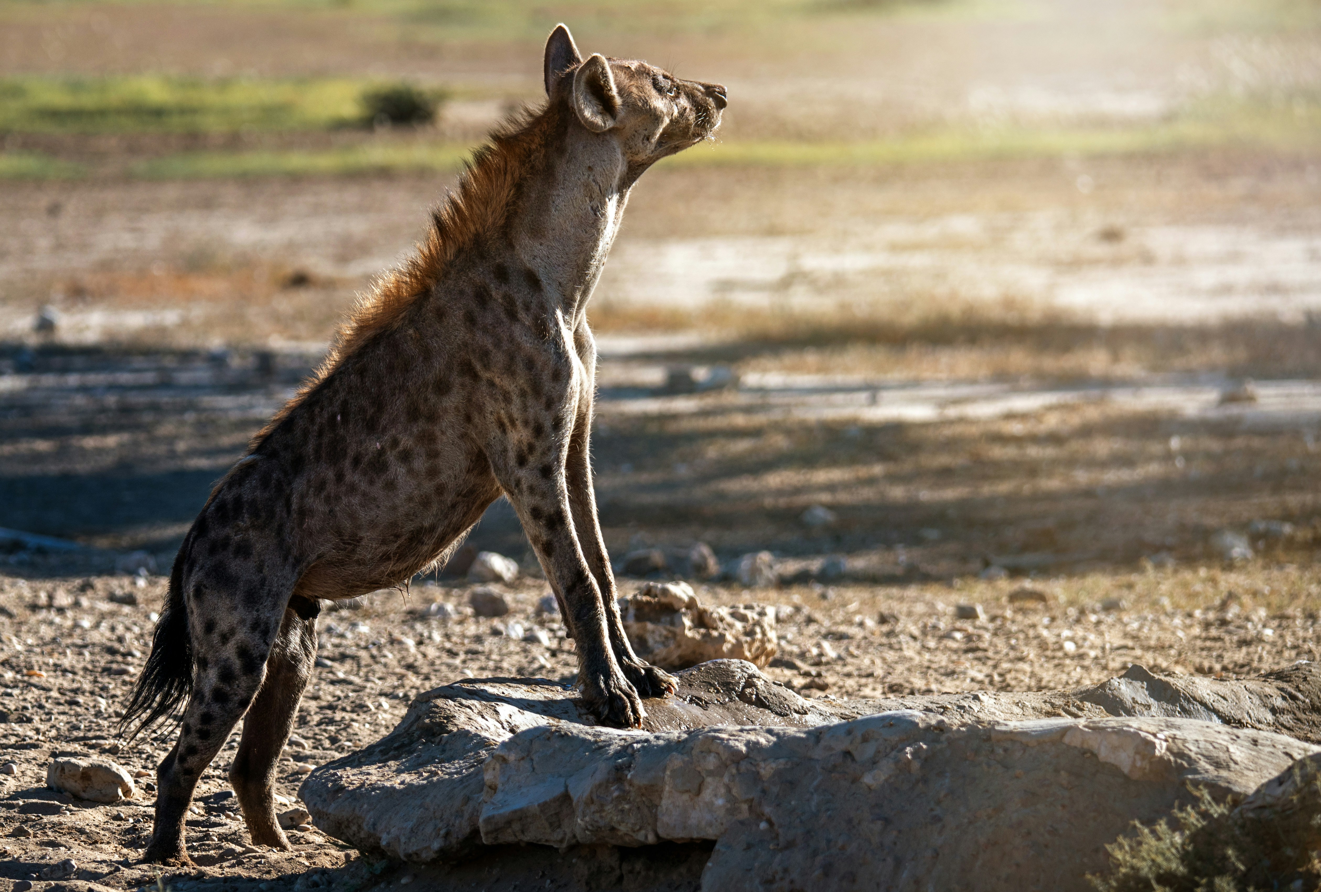 A hyena standing on its hind legs looking up