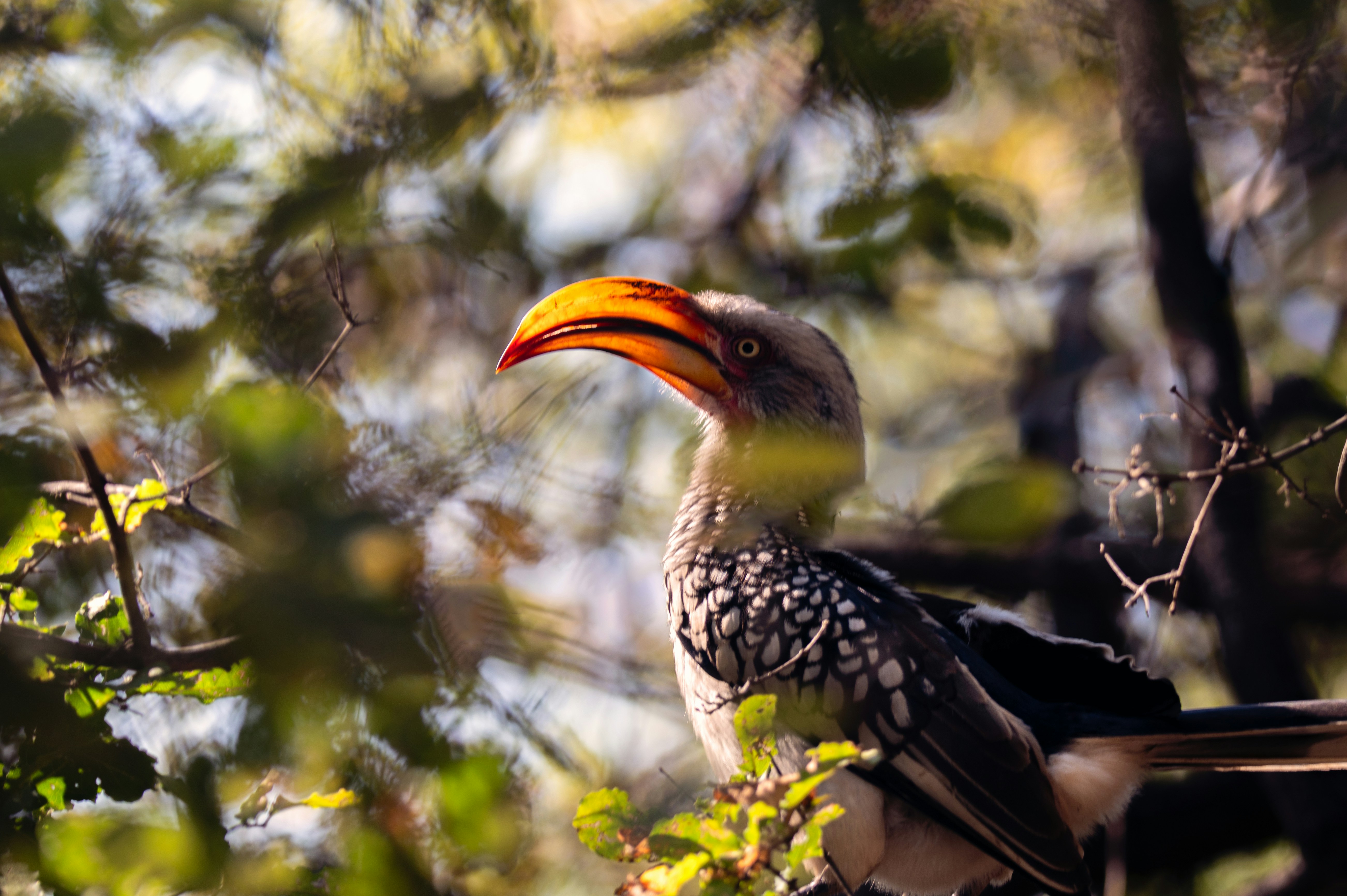 A bird sitting on top of a tree branch