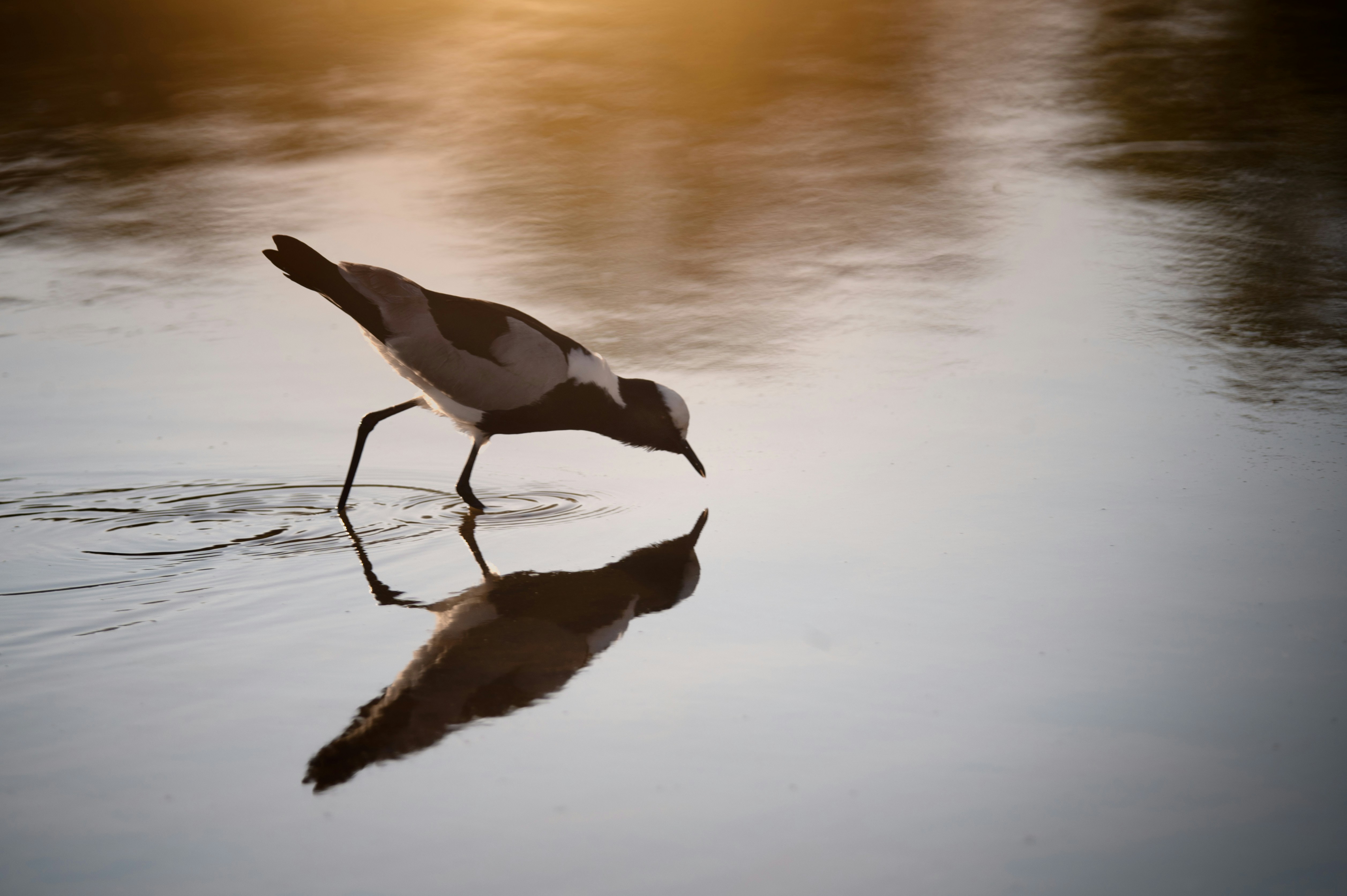 A bird standing on top of a body of water