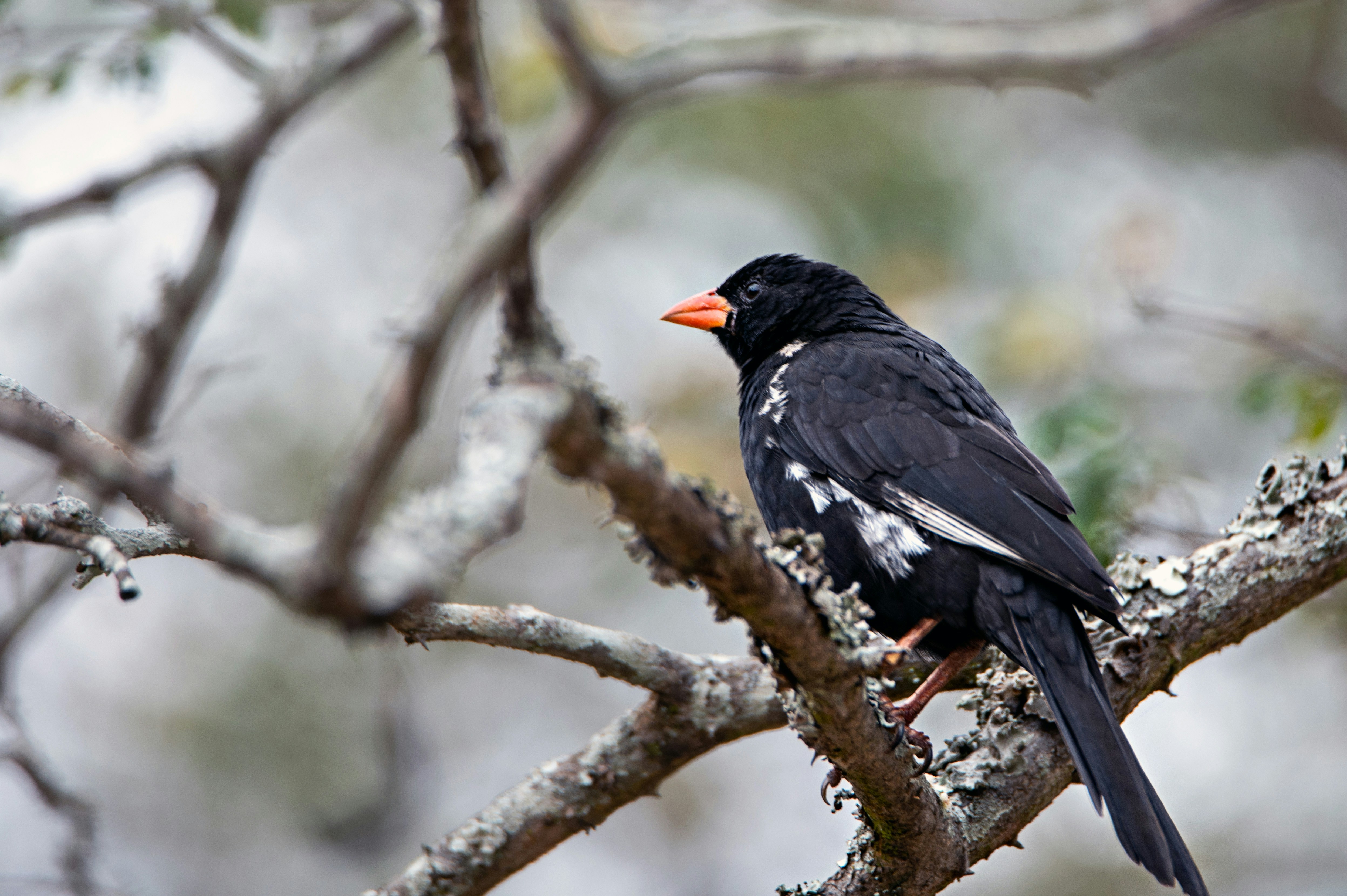 A black bird sitting on top of a tree branch