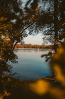 A body of water surrounded by trees