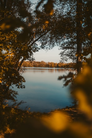 A body of water surrounded by trees