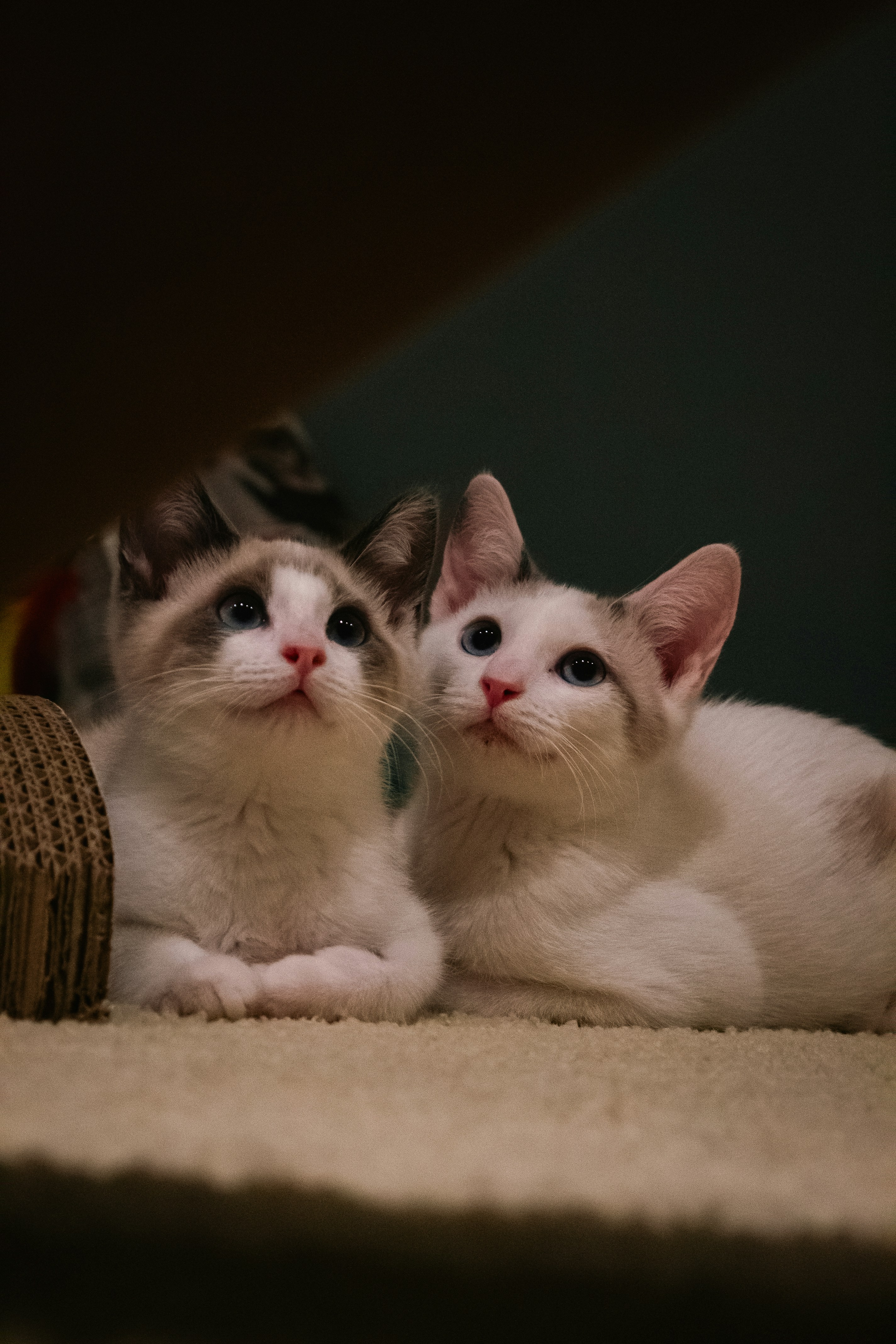 Ideal for Sharing with Roommates (image credits: unsplash)