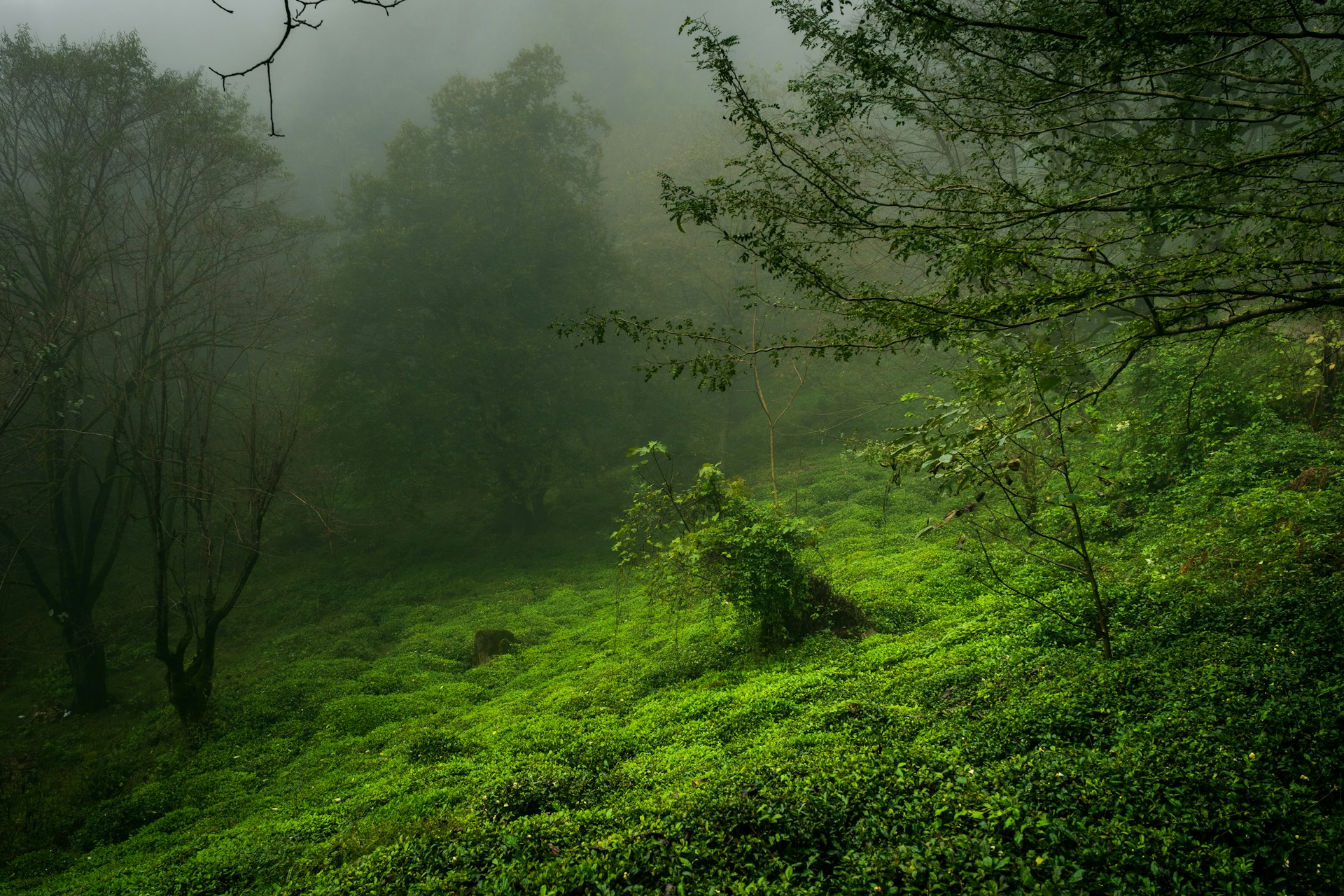 A lush green hillside covered in fog and trees