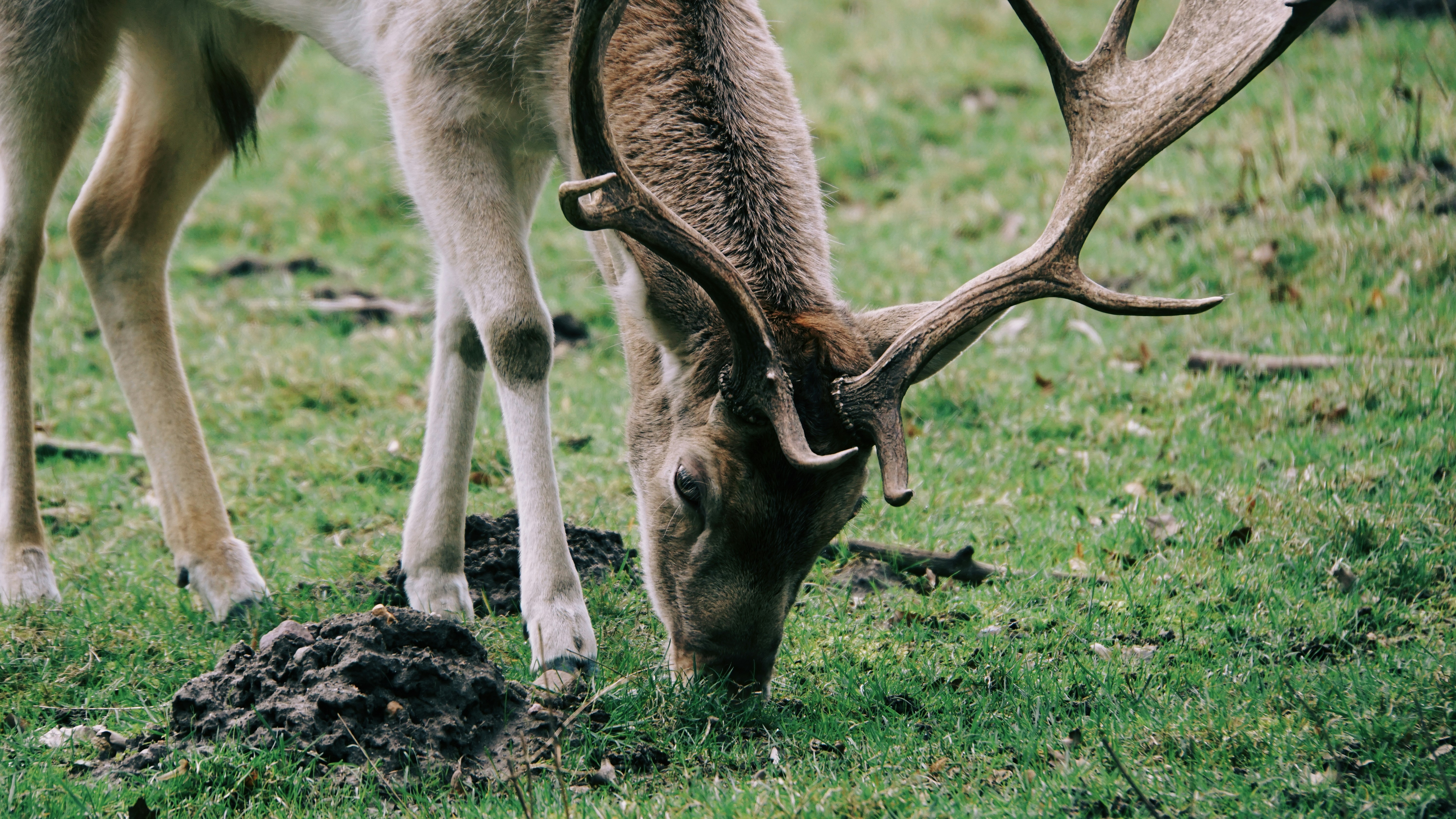 Ein veröffentlichtes Foto