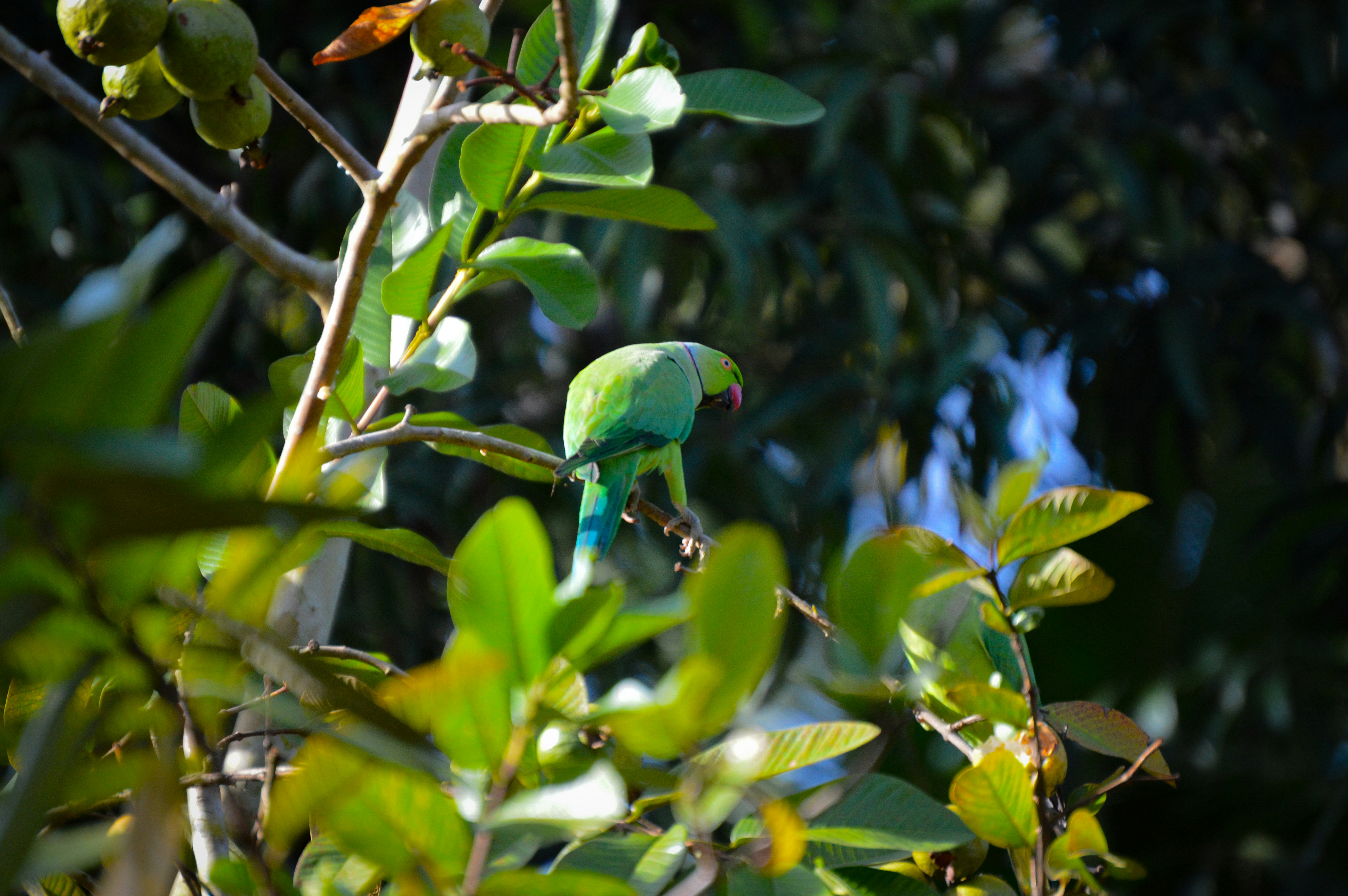 Photo by jithinvijayamohanan