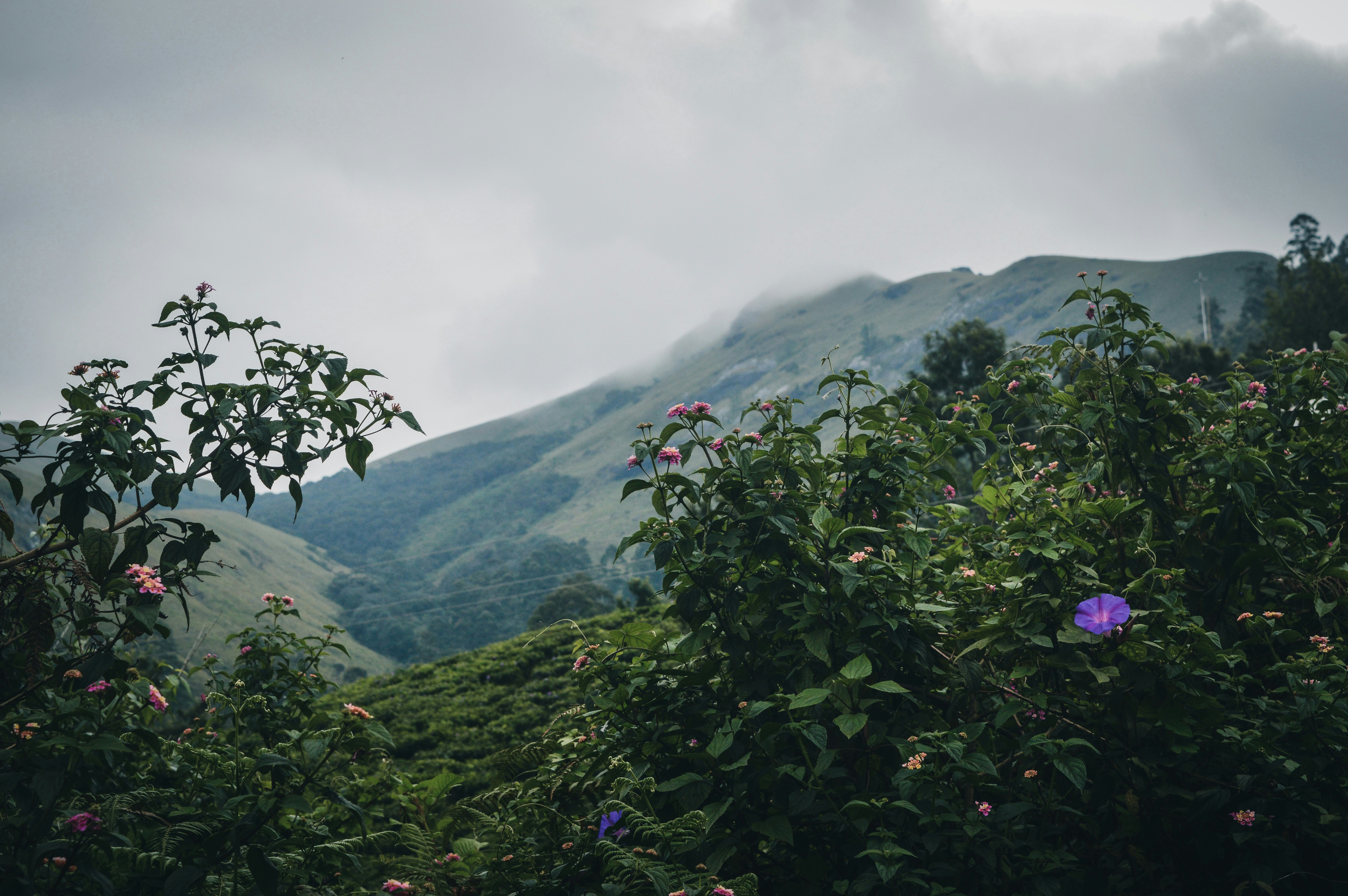 Photo by jithinvijayamohanan