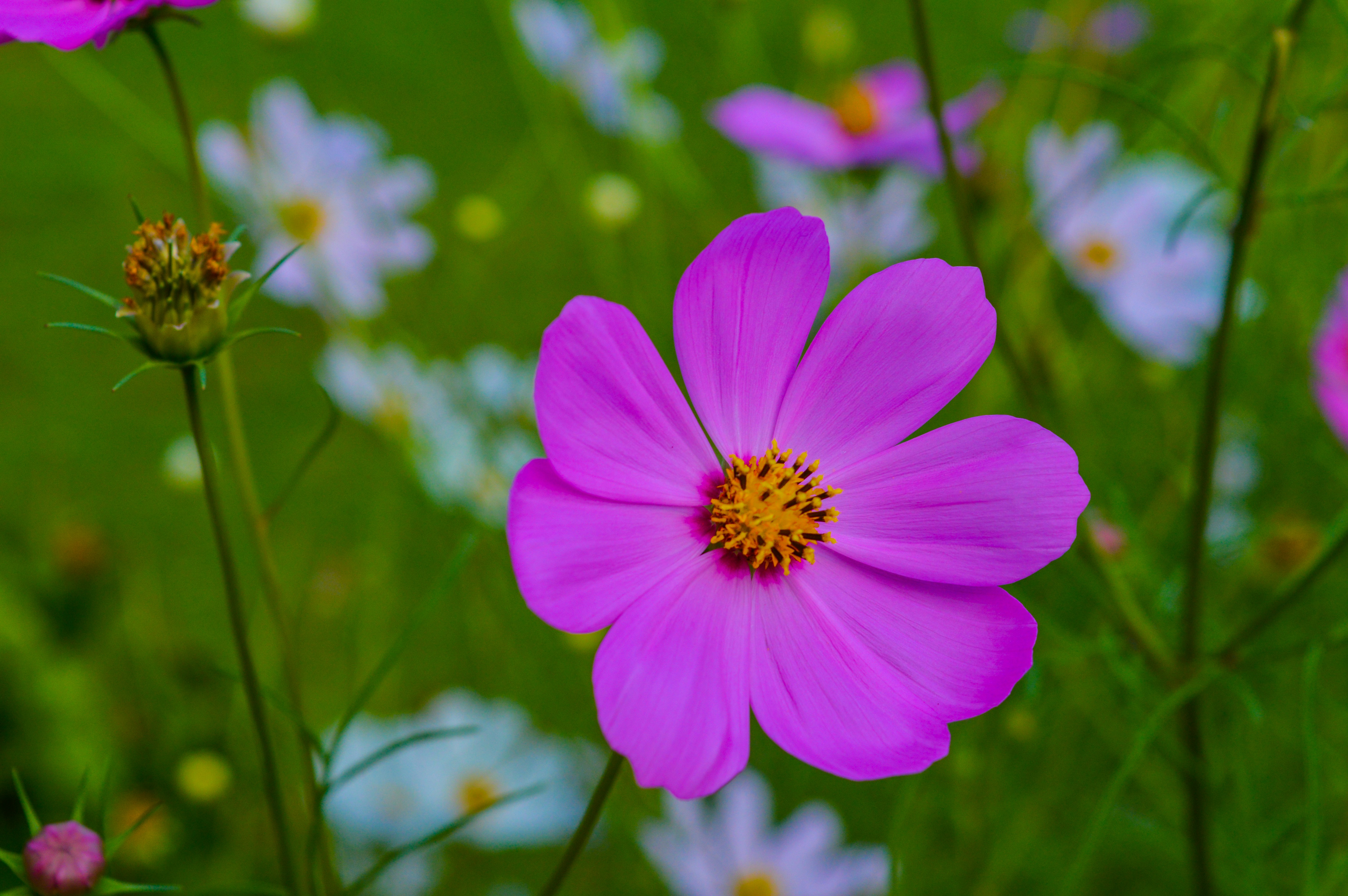 Photo by jithinvijayamohanan