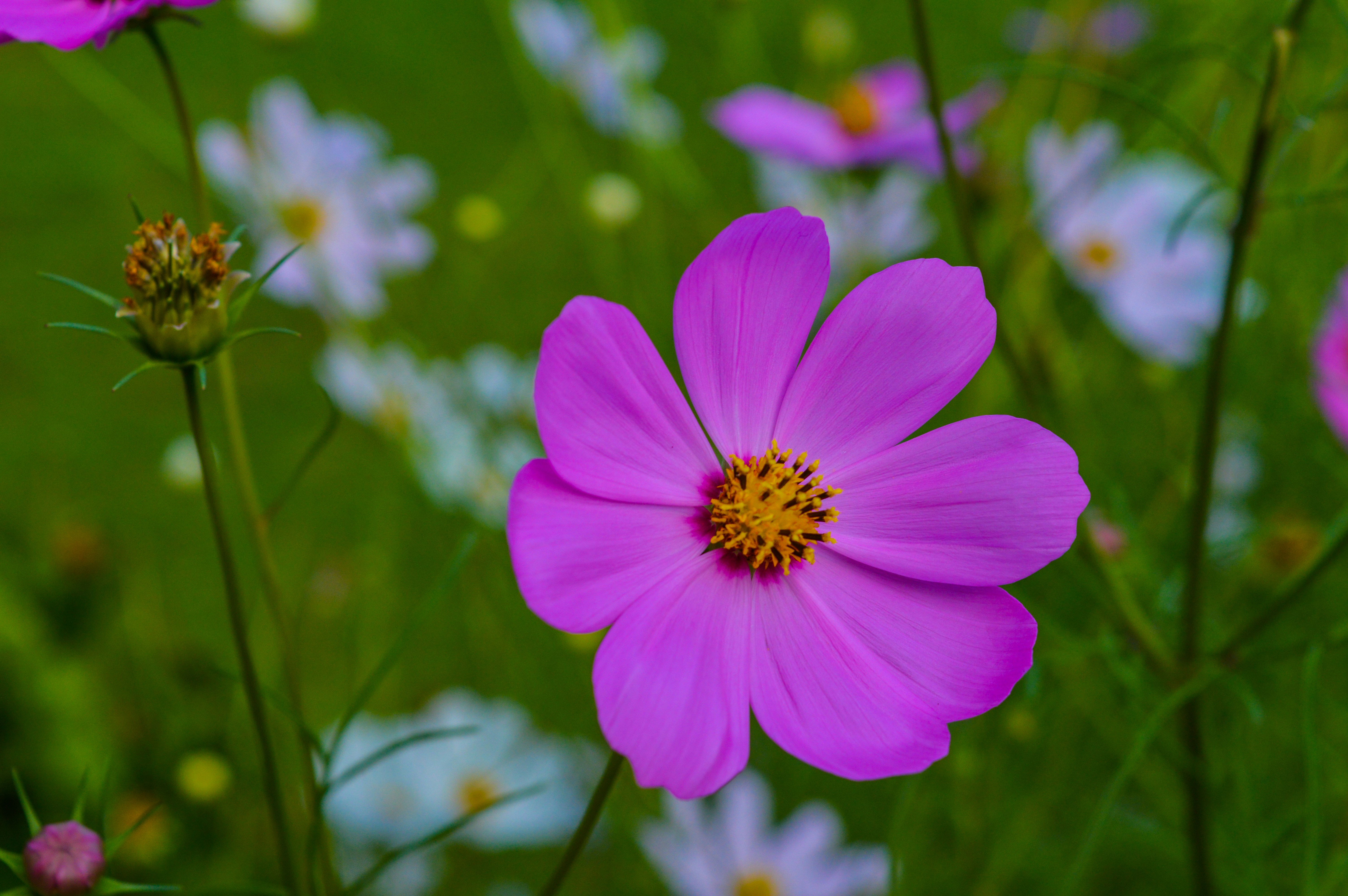 Photo by jithinvijayamohanan