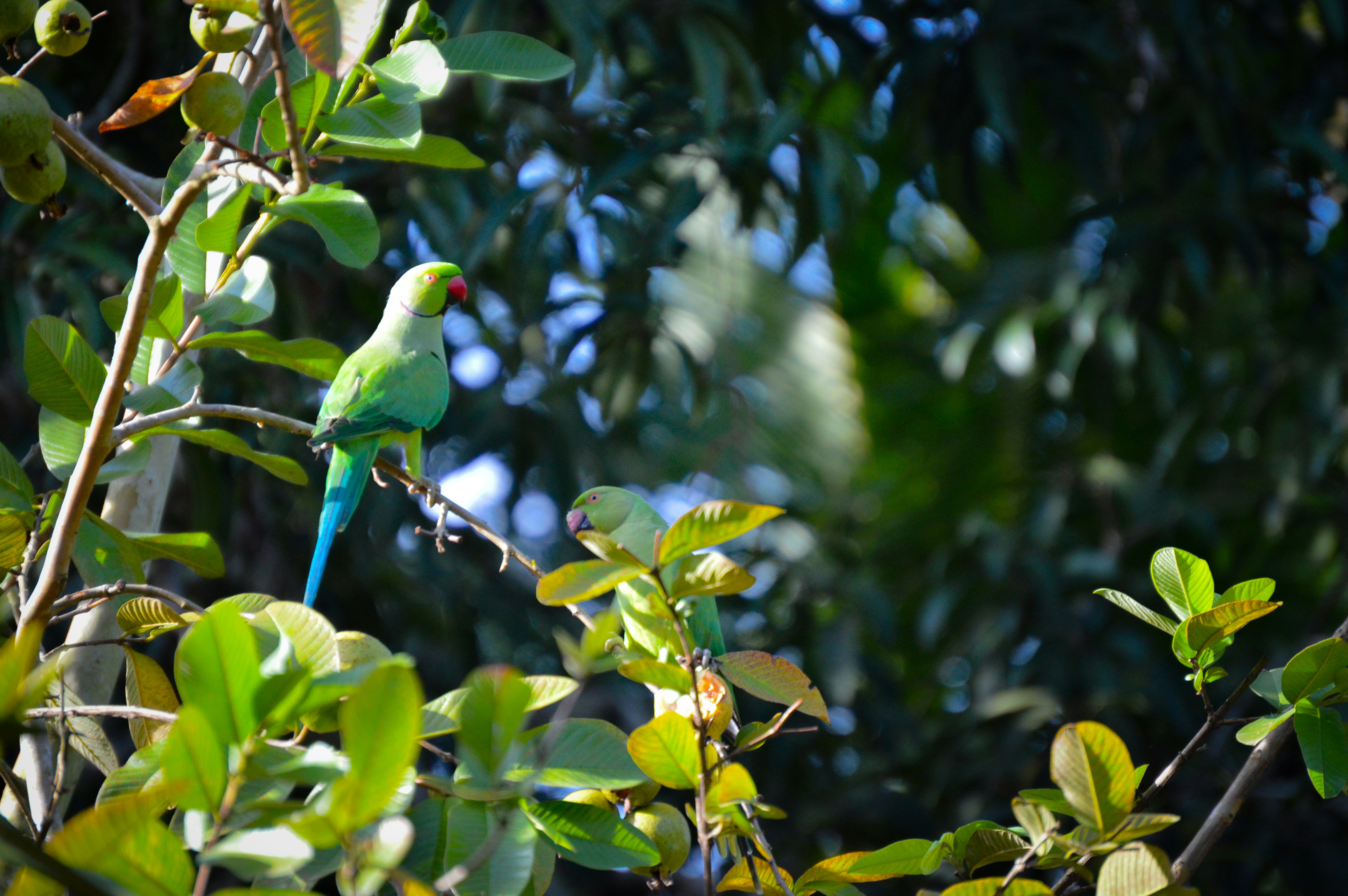 Photo by jithinvijayamohanan