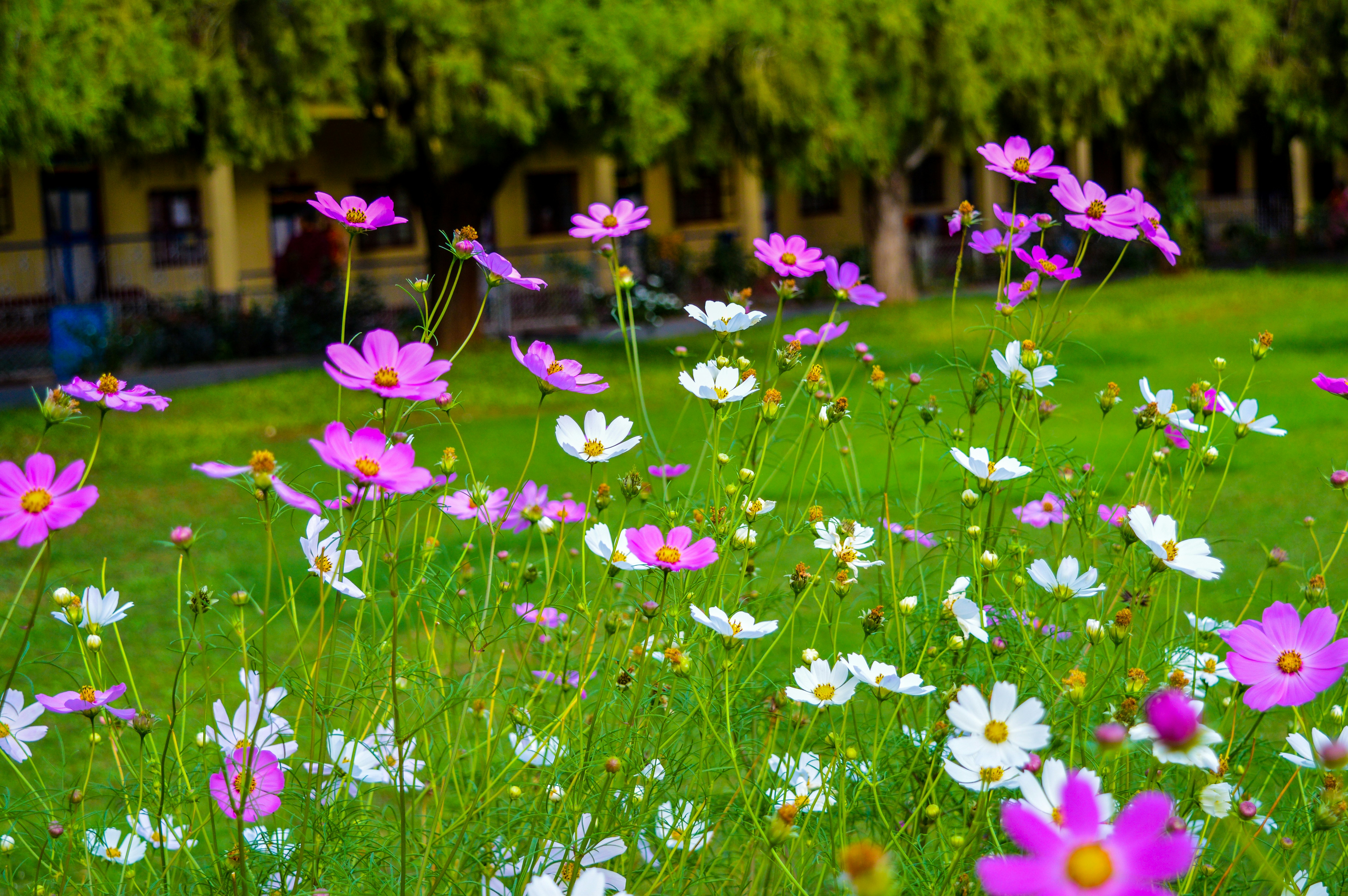 Photo by jithinvijayamohanan