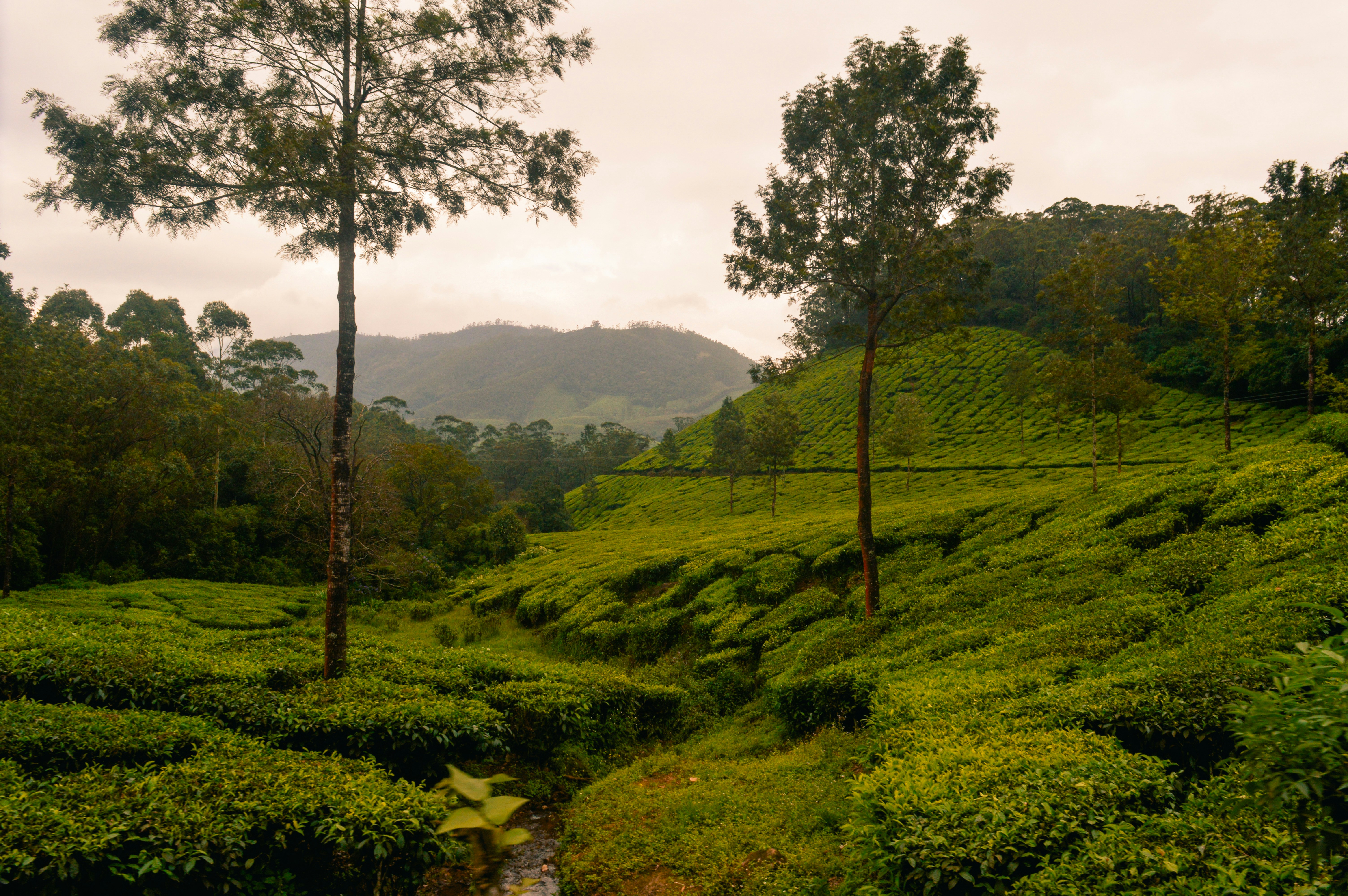 Photo by jithinvijayamohanan