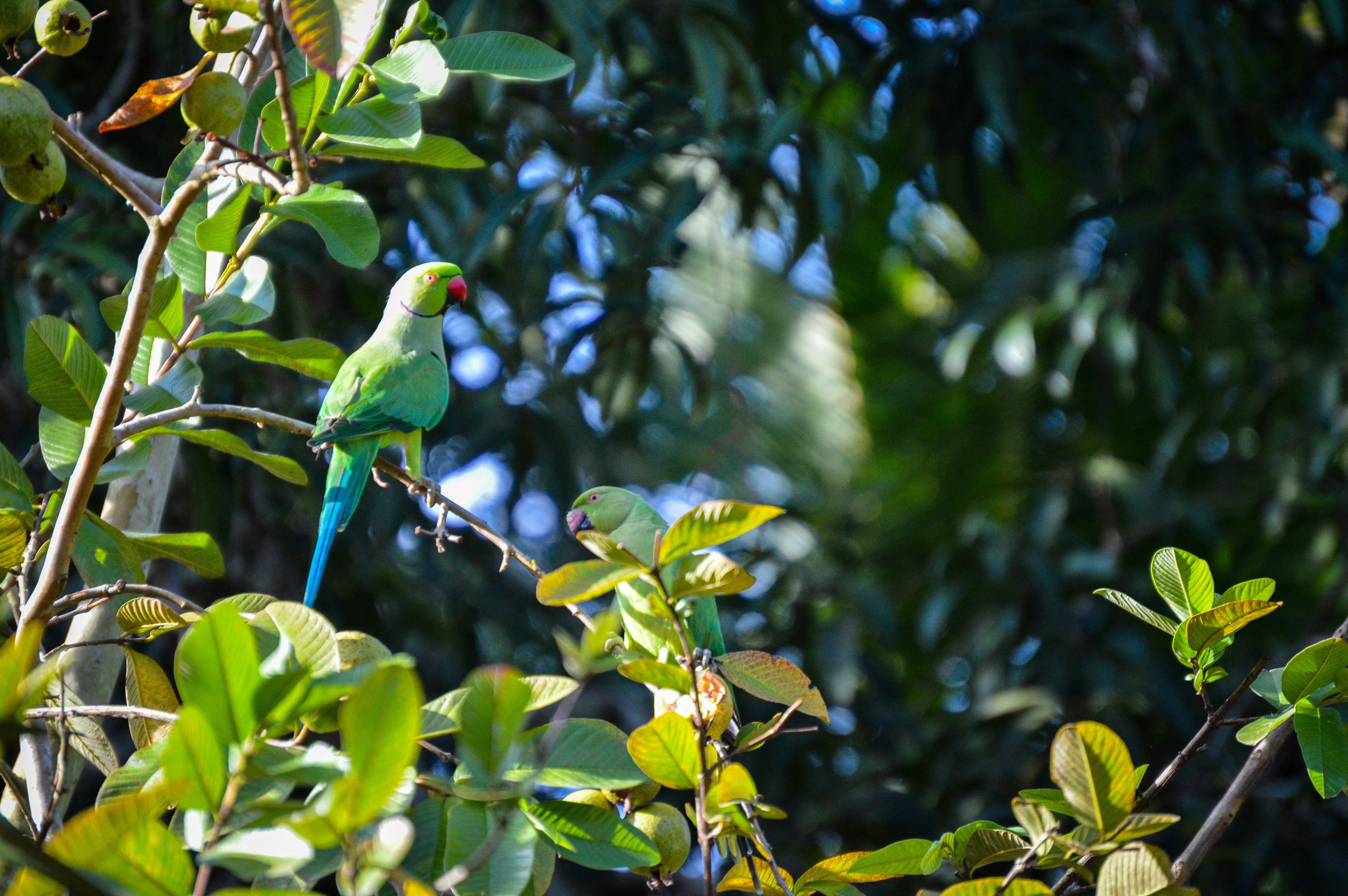 Photo by jithinvijayamohanan