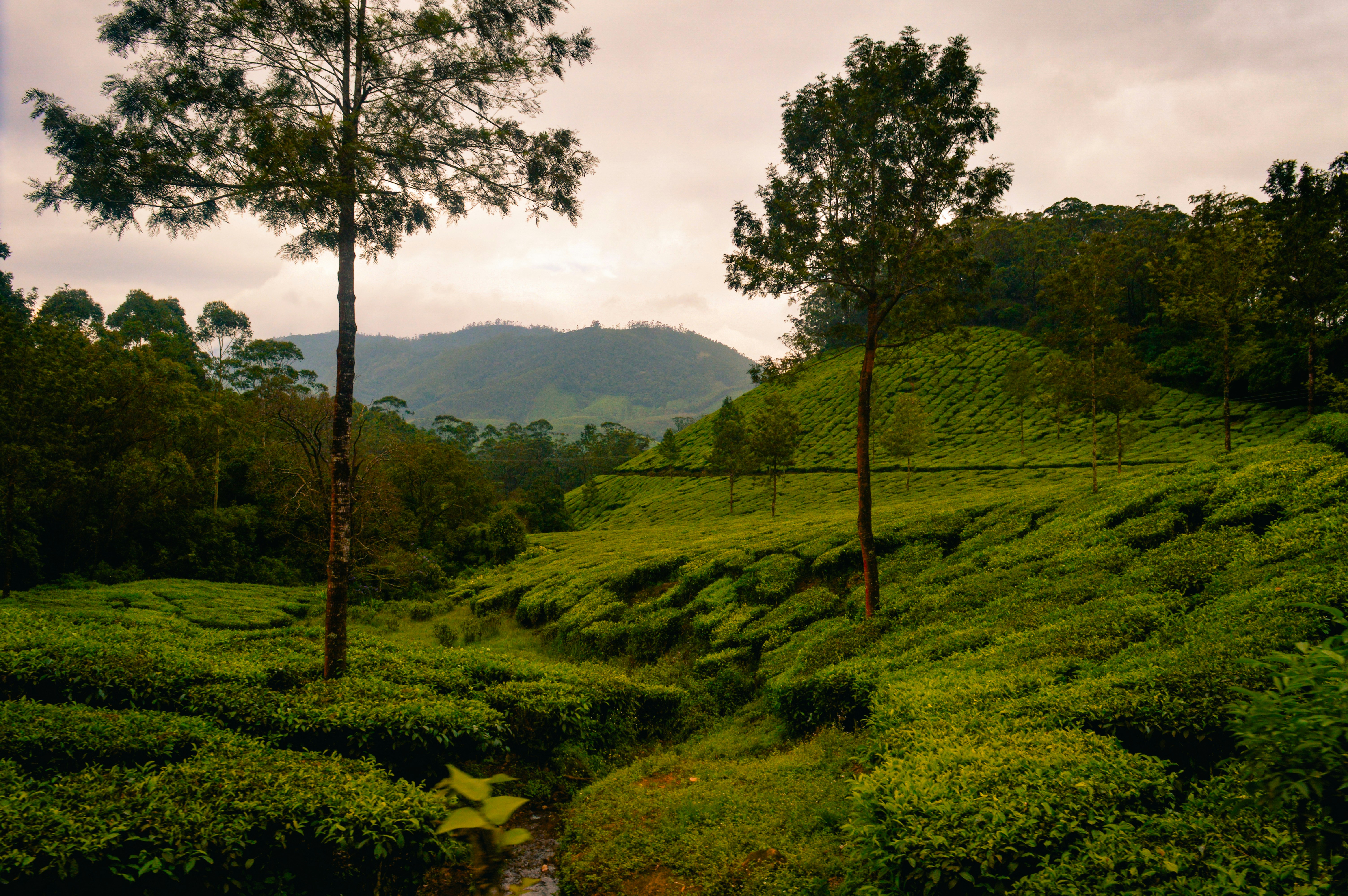 Photo by jithinvijayamohanan