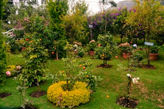 Community gardens with Justin Chase Ford