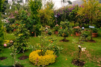 A garden filled with lots of different types of flowers
