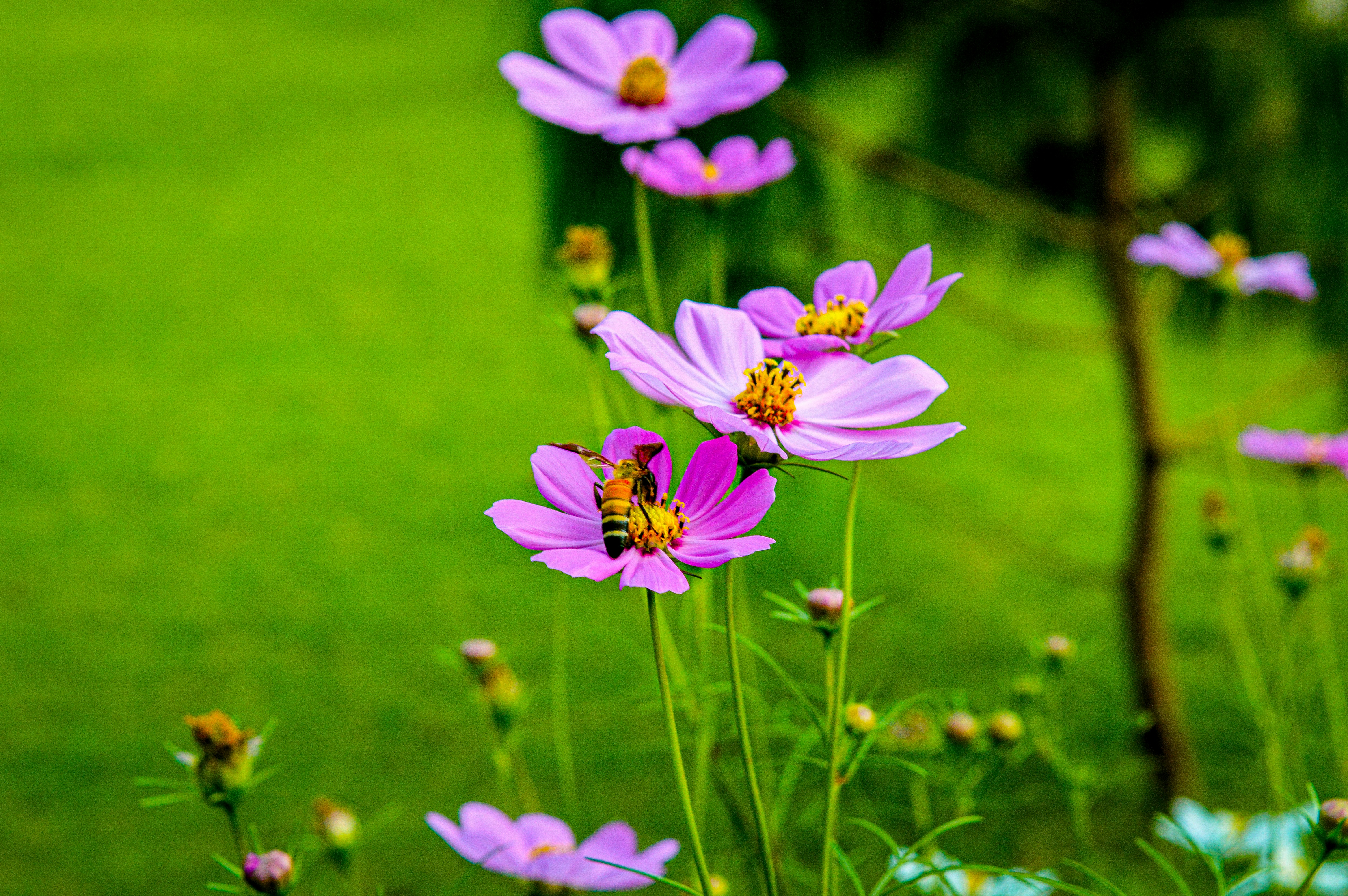 Photo by jithinvijayamohanan