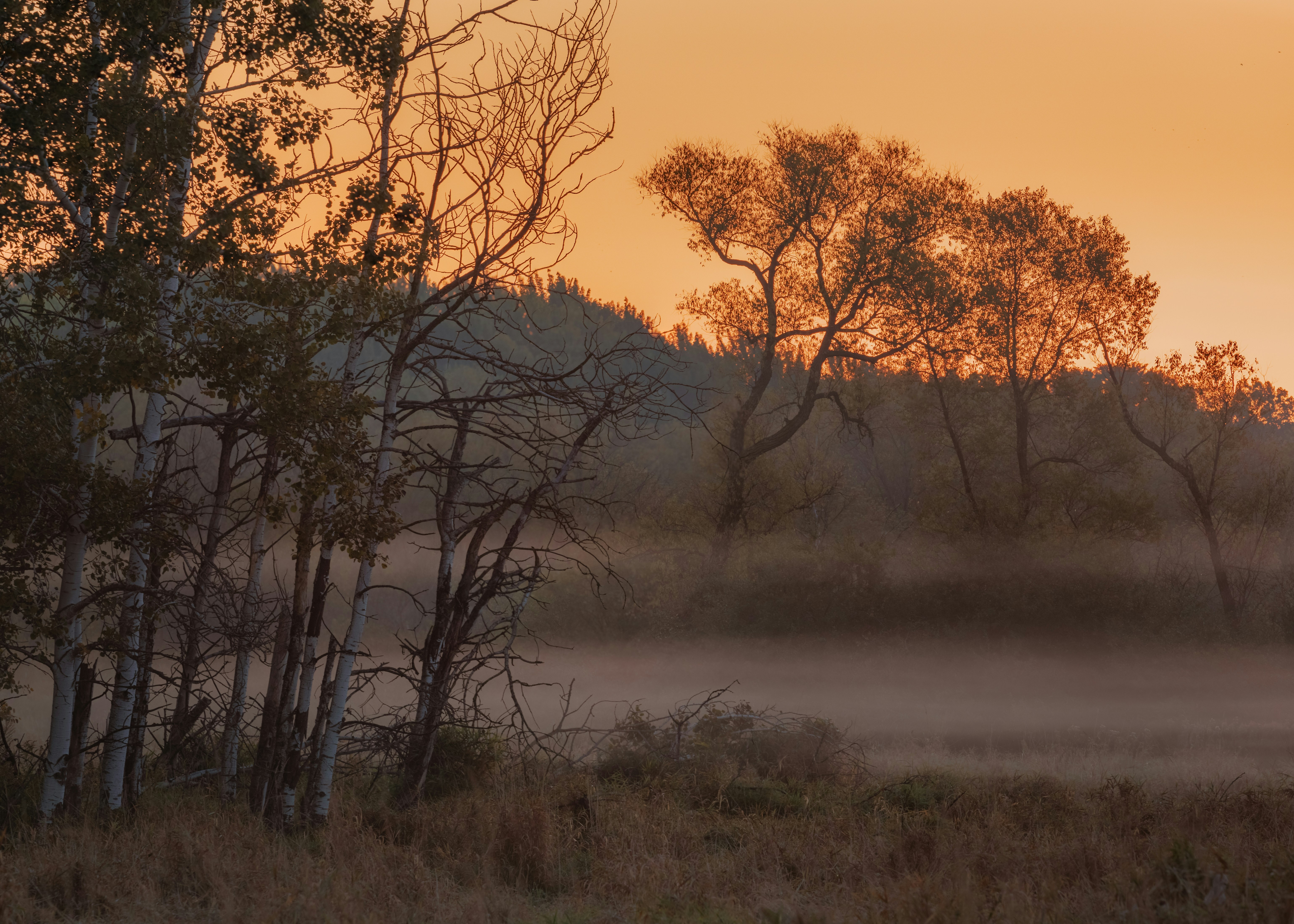 A giraffe standing in a field with trees in the background