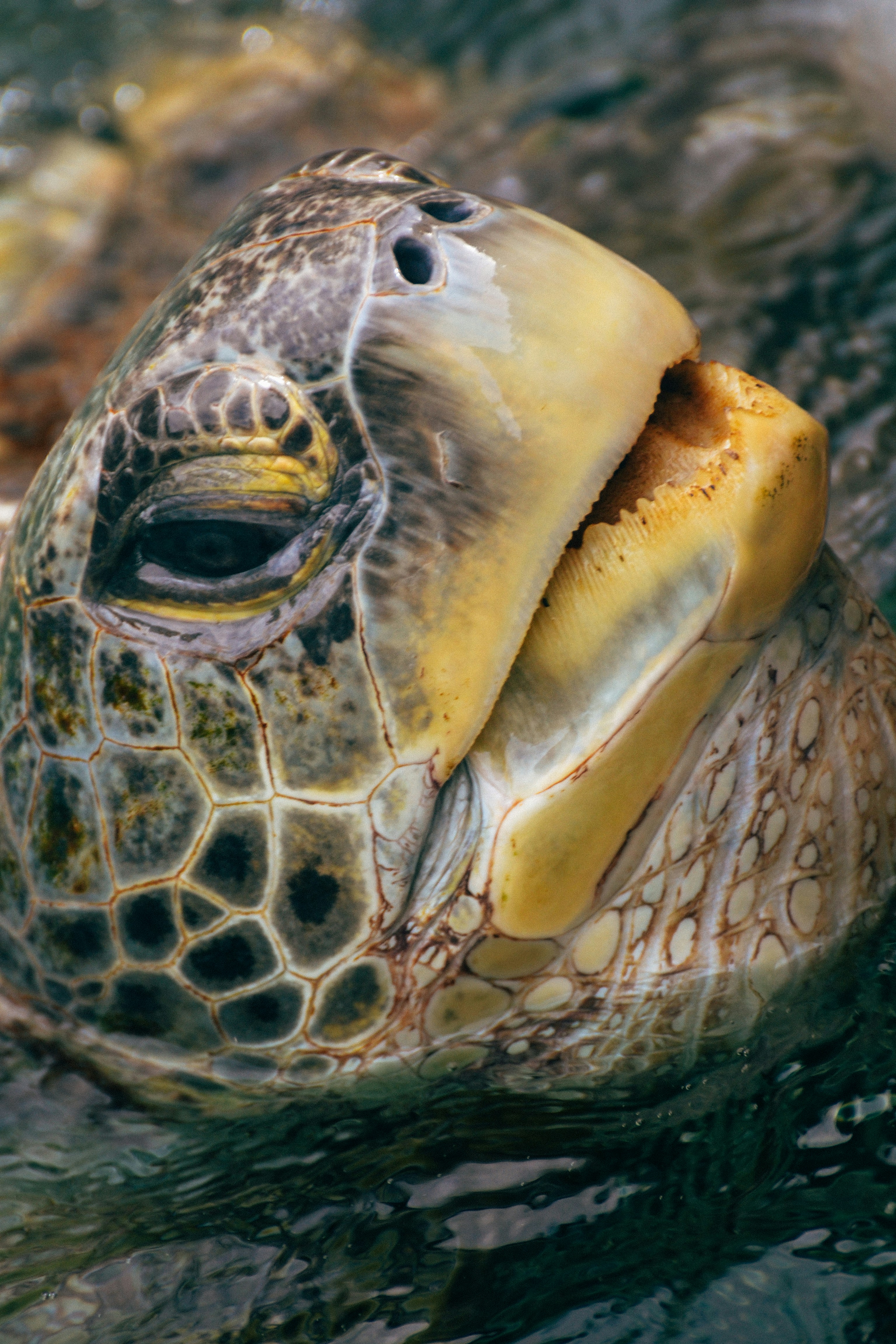 Playa del Carmen – Activities & Attractions