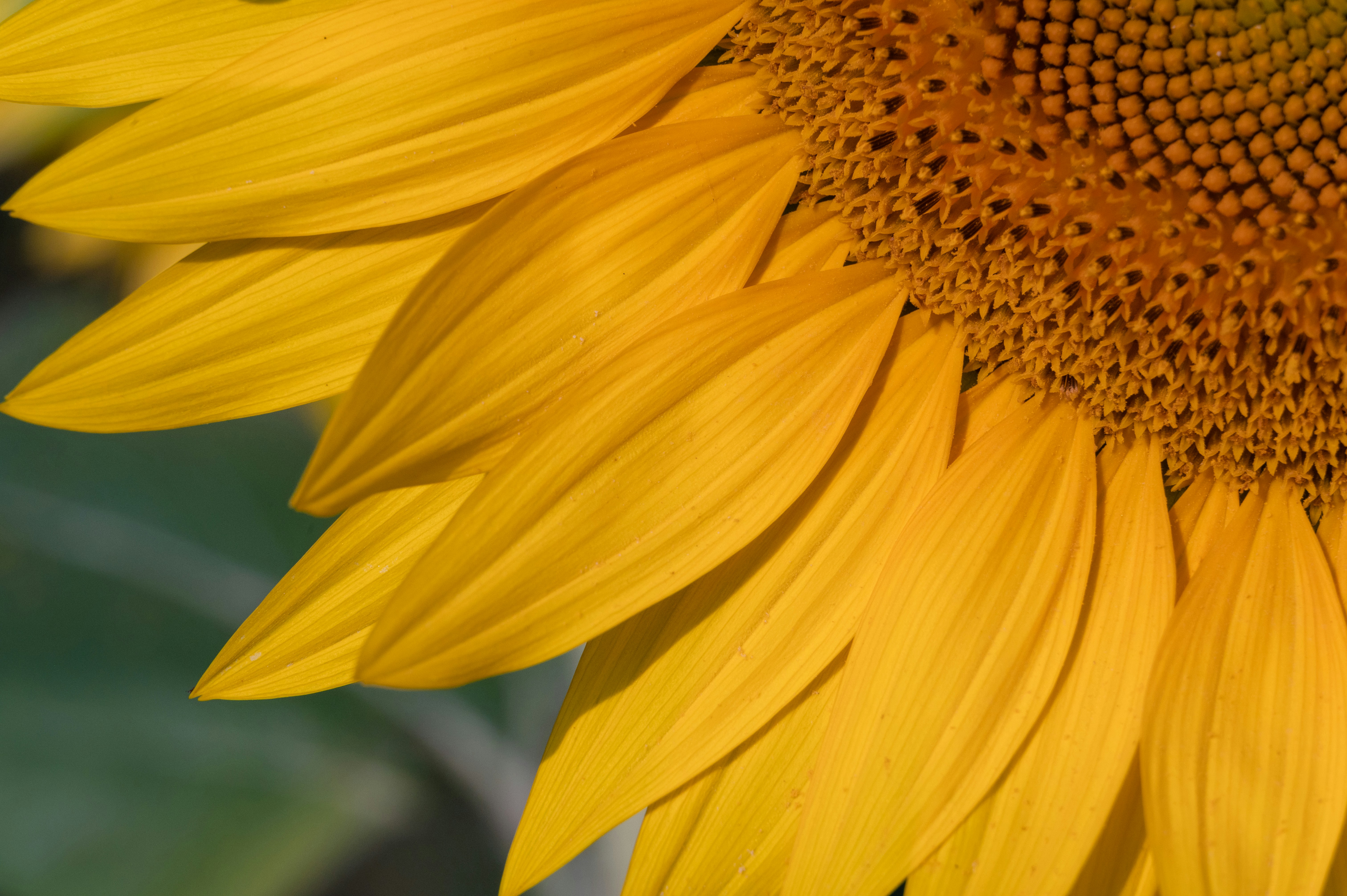 Photo by alpacaumano