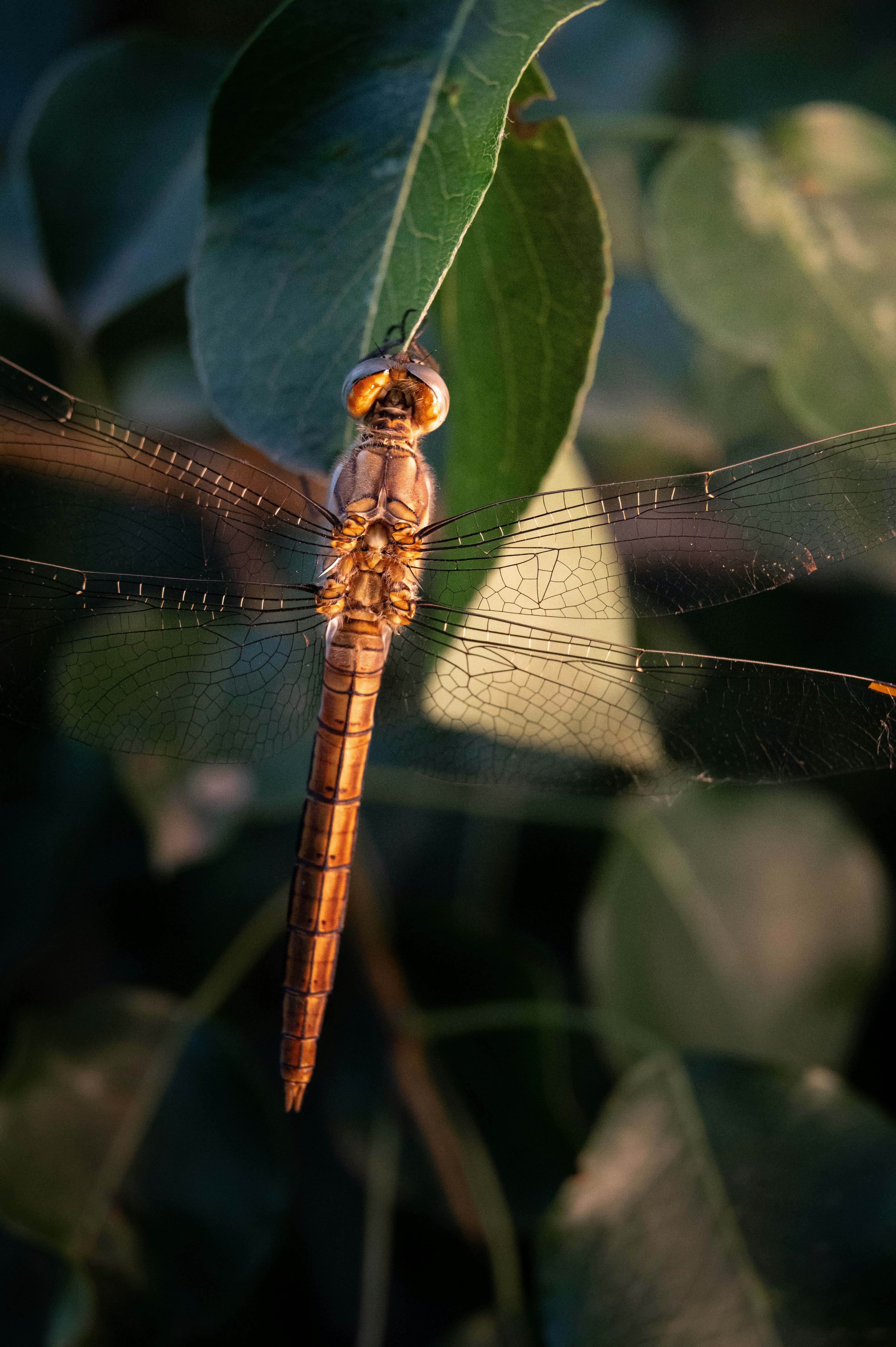 A close up of a dragonfly on a leaf
