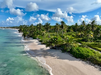An aerial view of a beach with palm trees