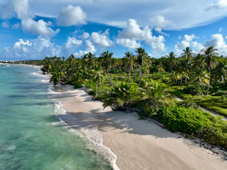 An aerial view of a beach with palm trees