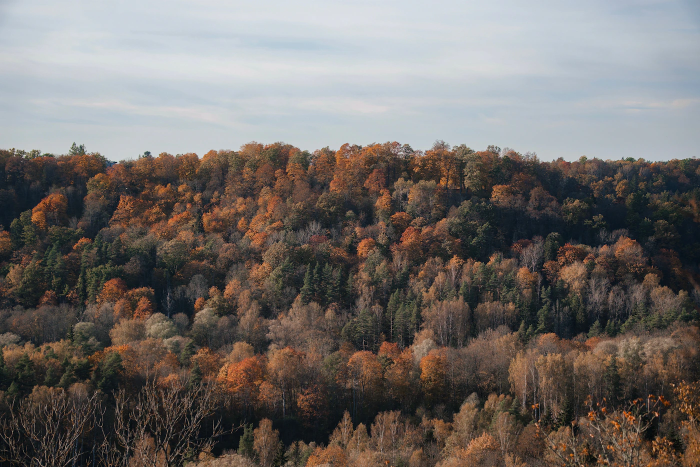 Floresta de outono em Sigulda, Letónia