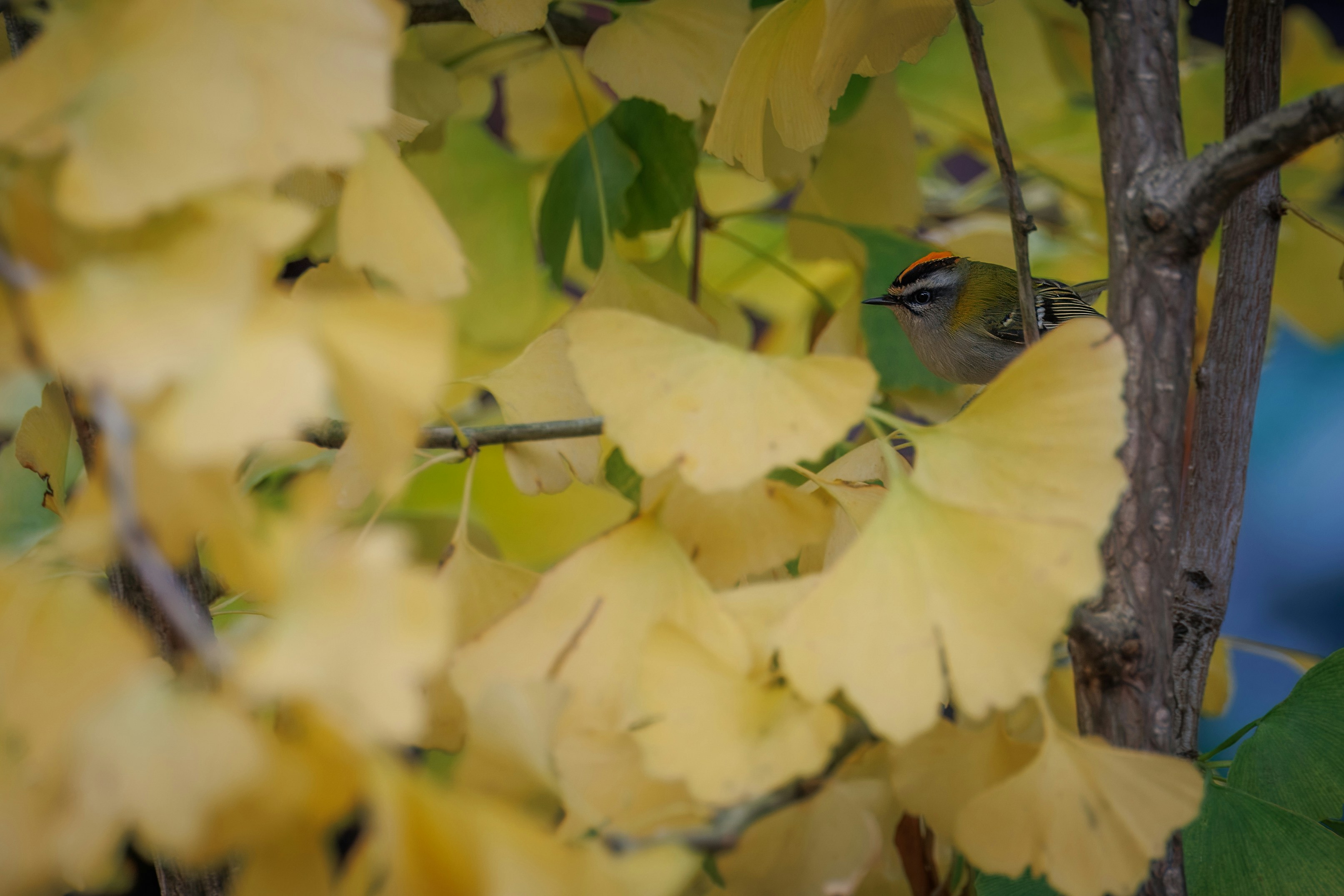 A bird sitting on a branch of a tree