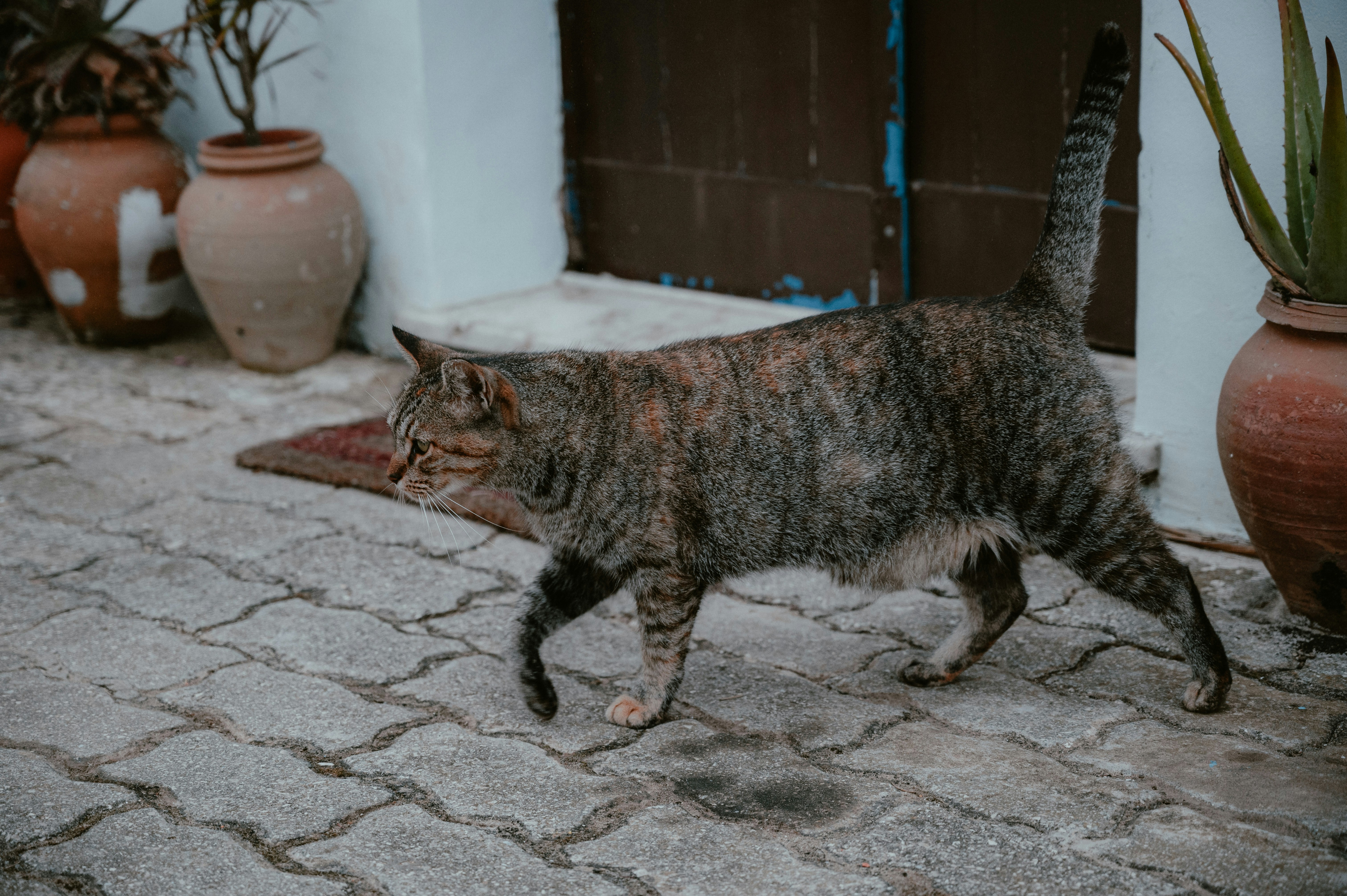 senior cat moving comfortably after joint support - feline nutritional supplement