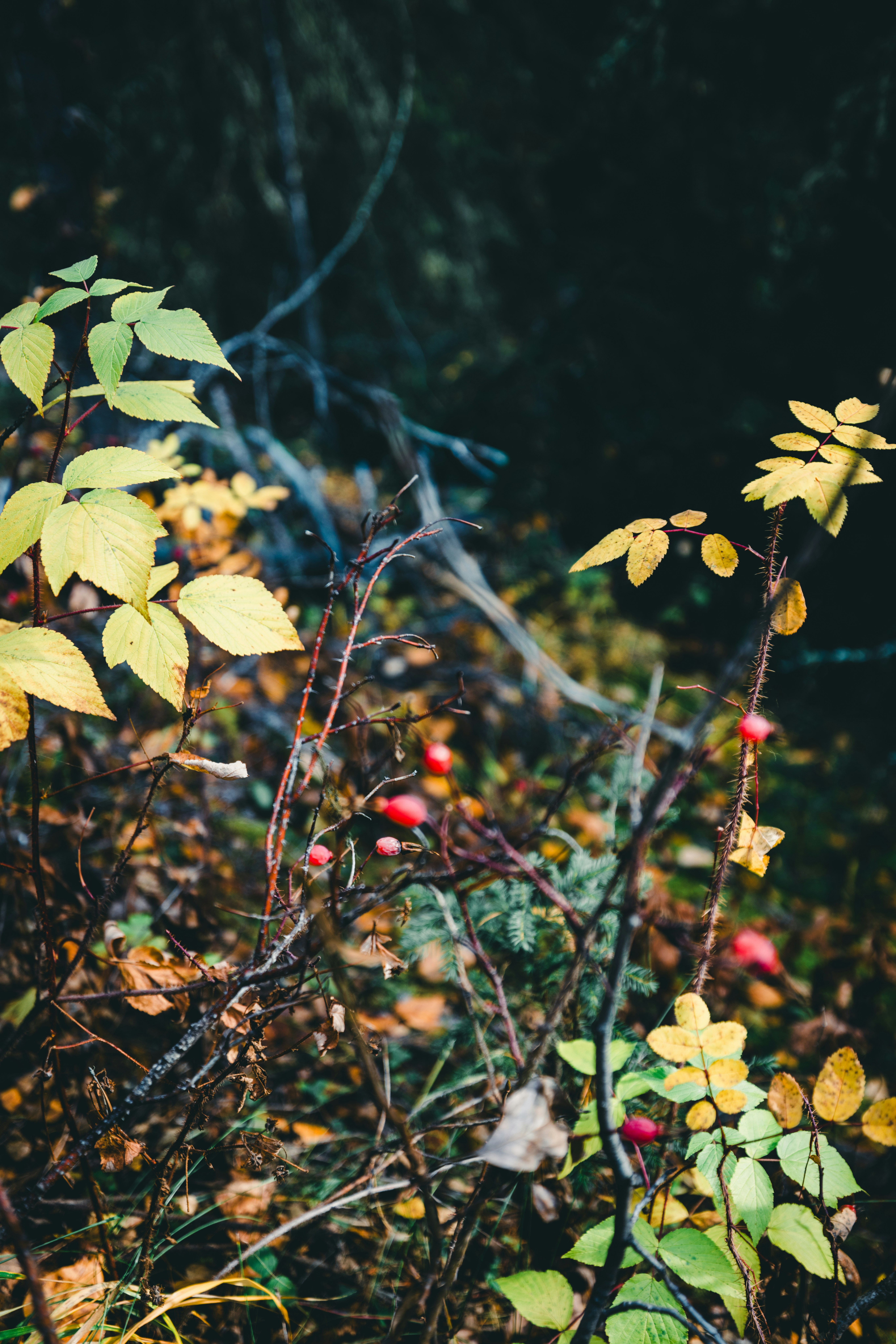 A bunch of plants that are in the grass