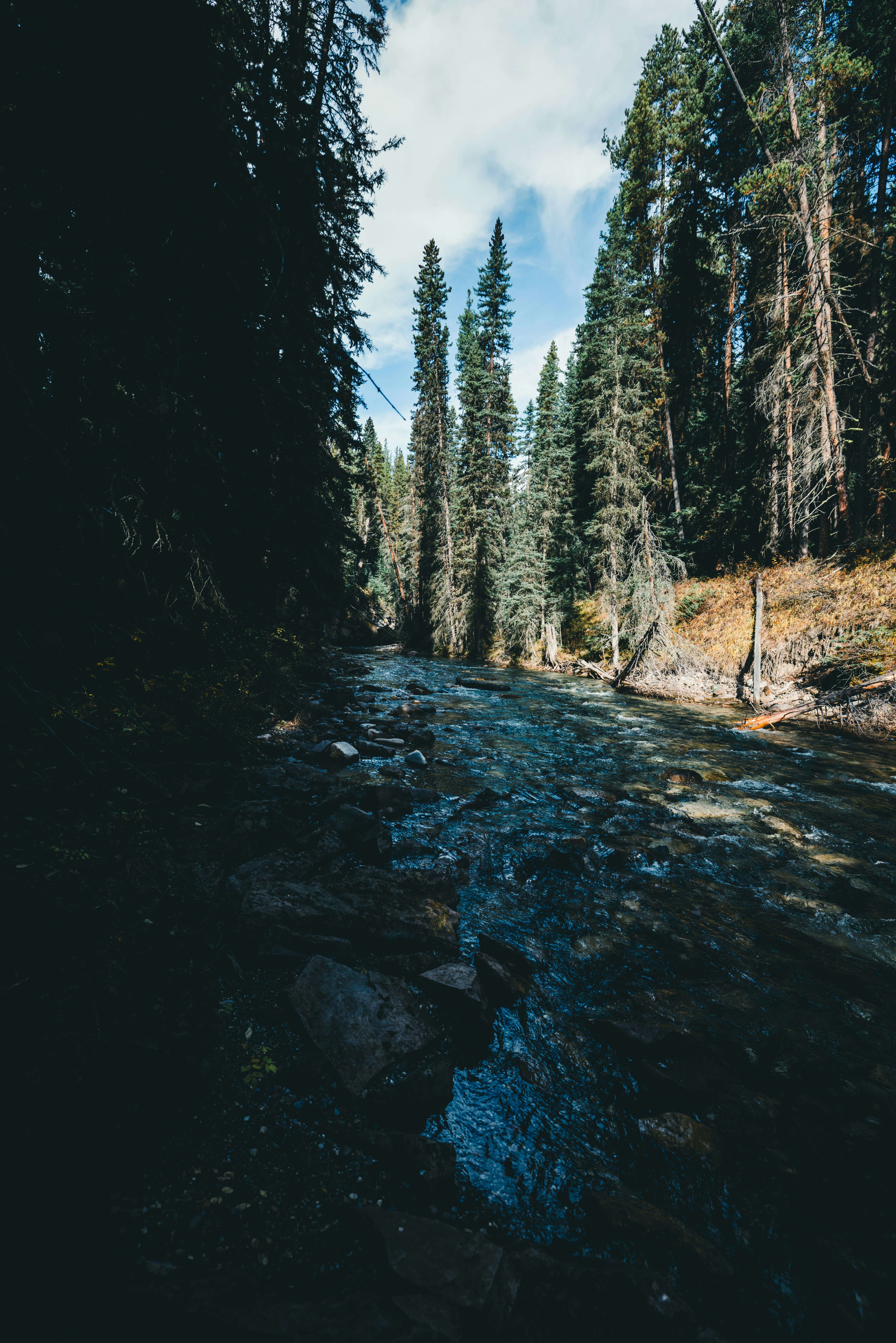 A river running through a forest filled with lots of trees