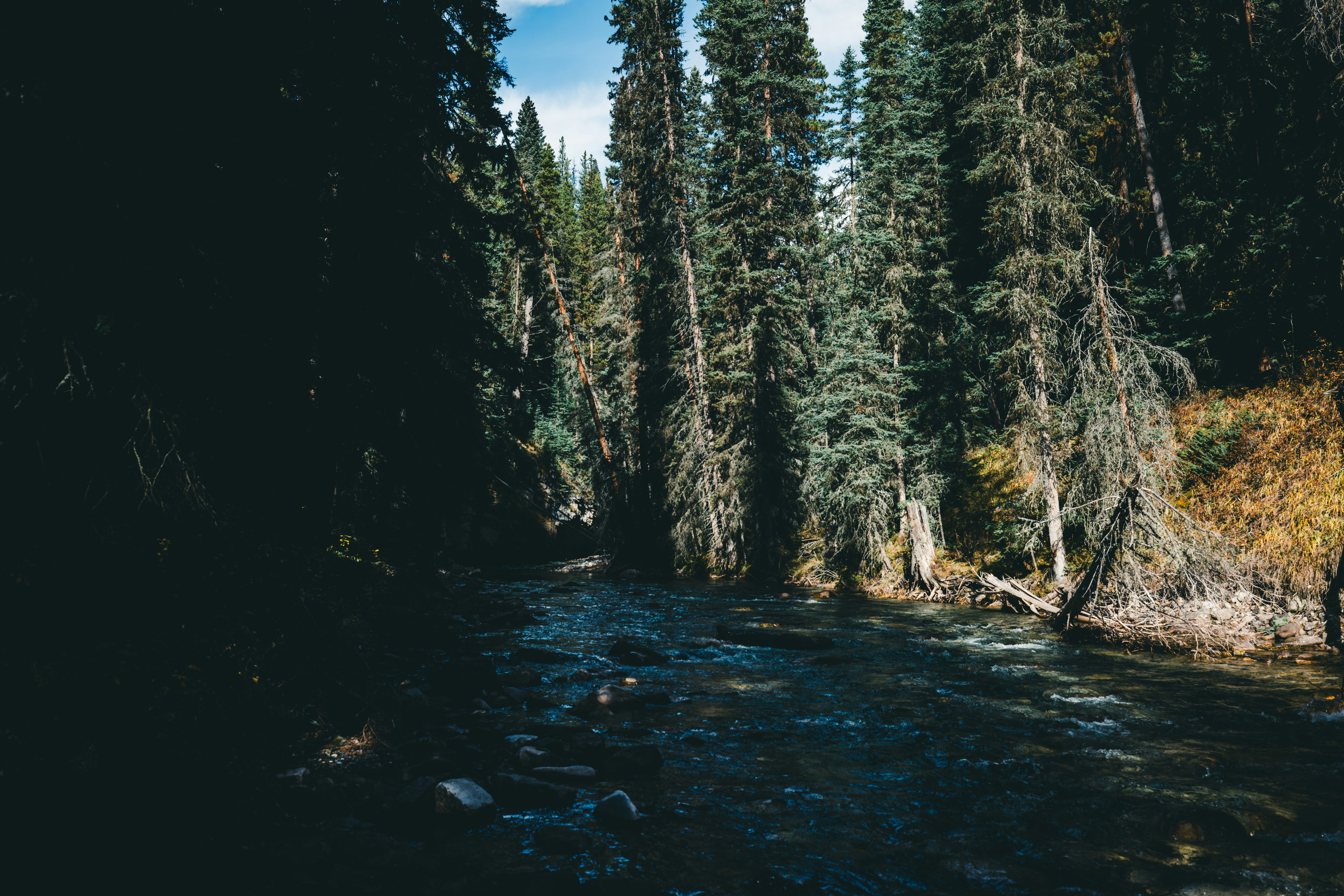 A man standing in the middle of a river surrounded by trees