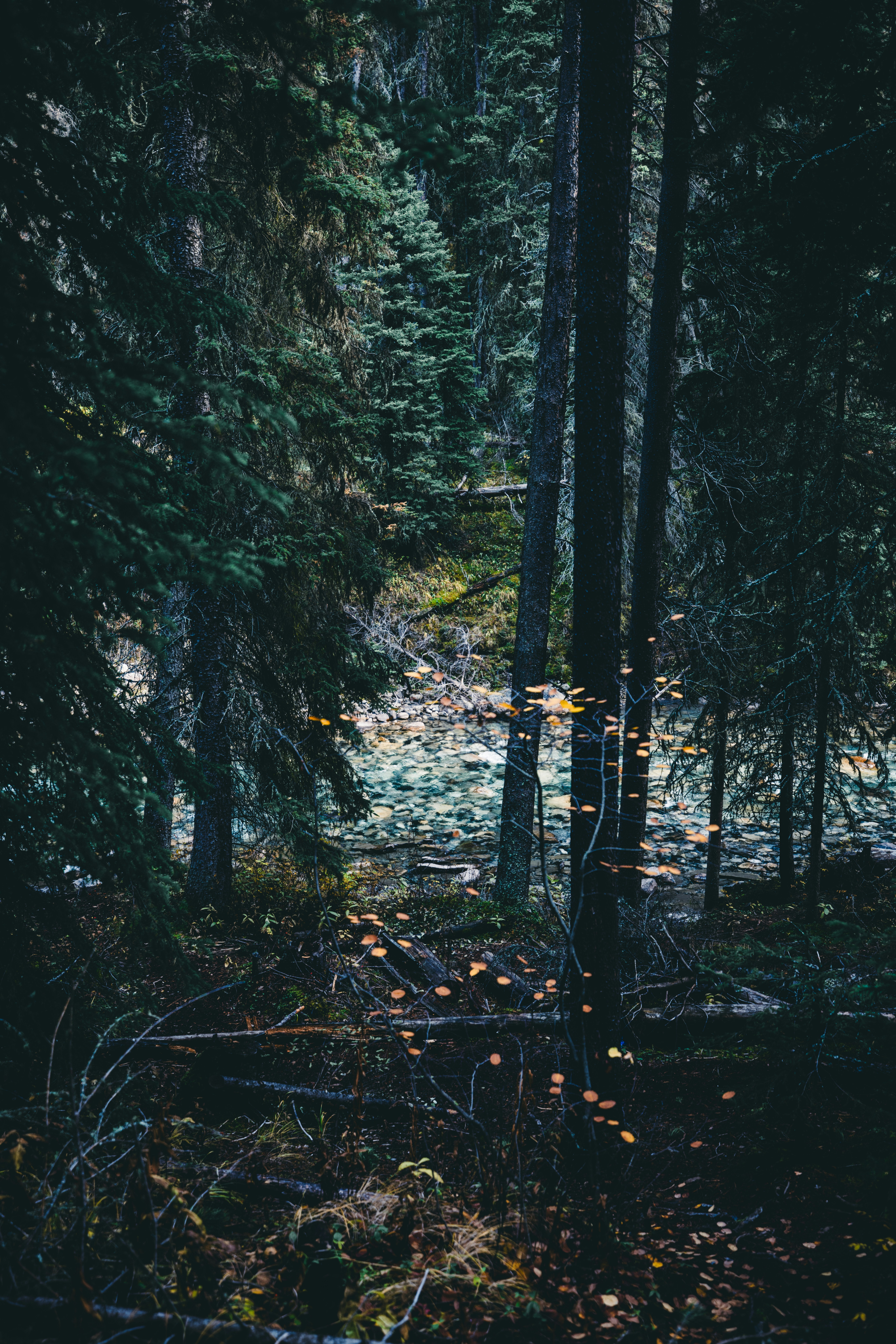 A forest filled with lots of tall trees