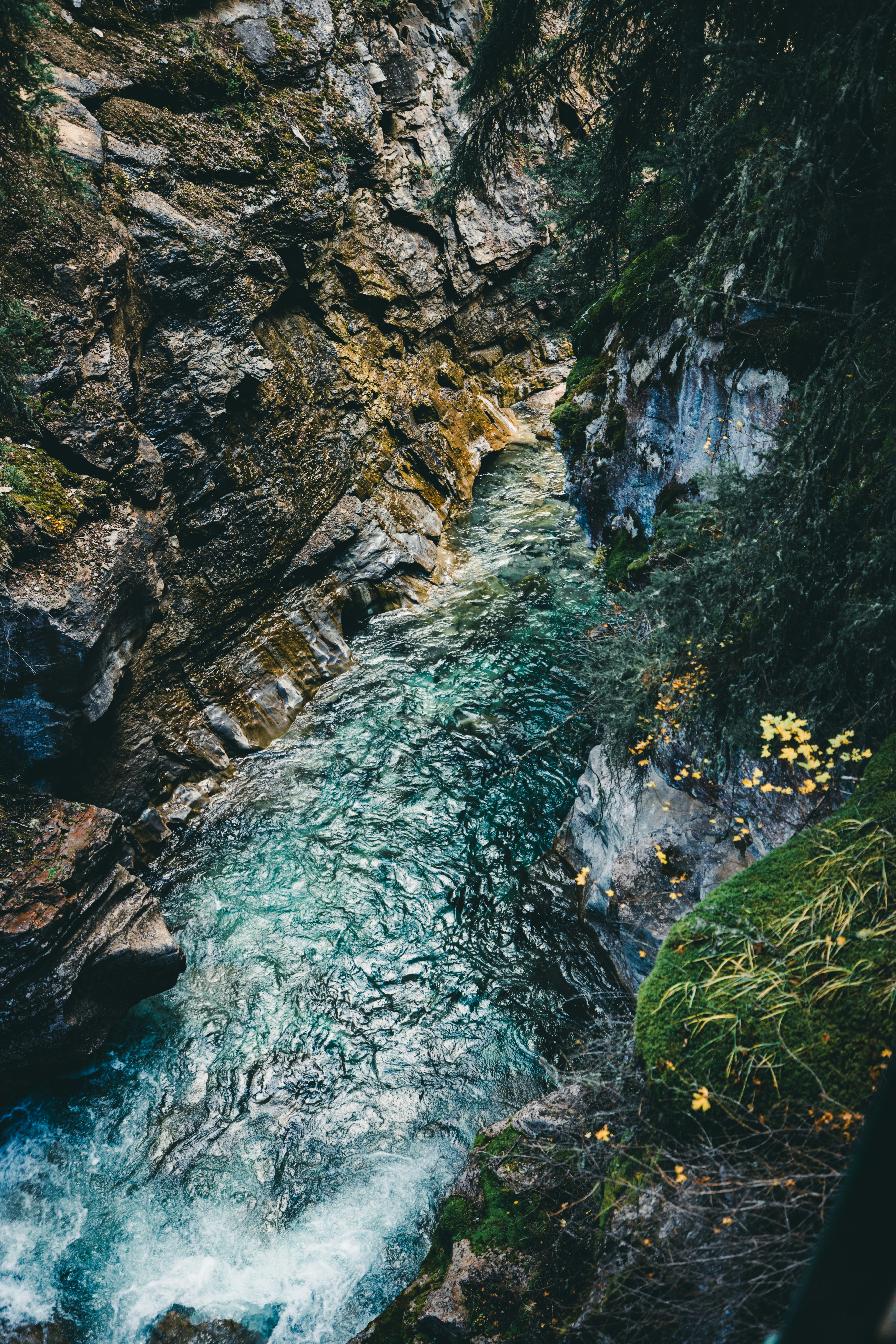 A river flowing through a lush green forest