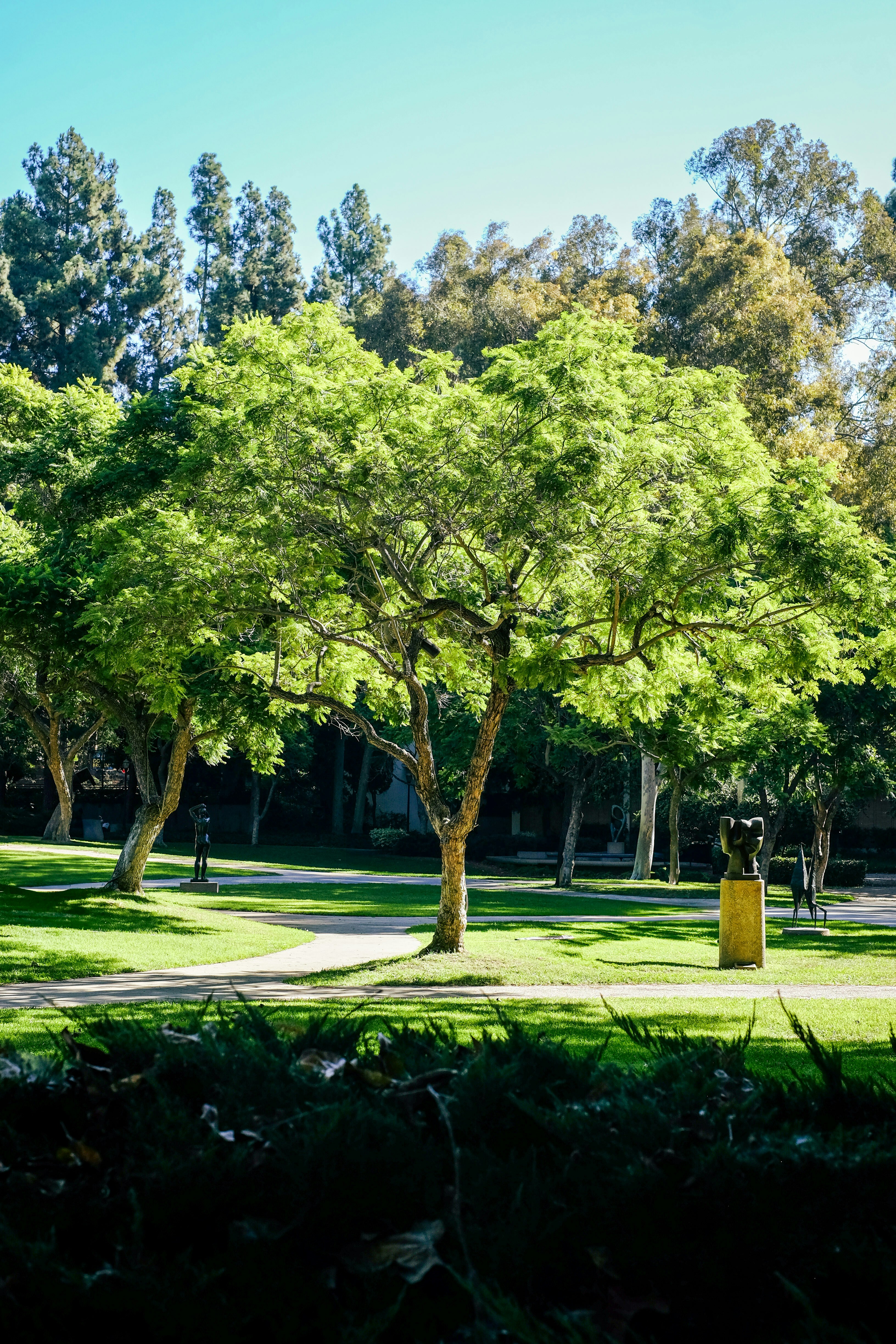 A park with a lot of trees and grass