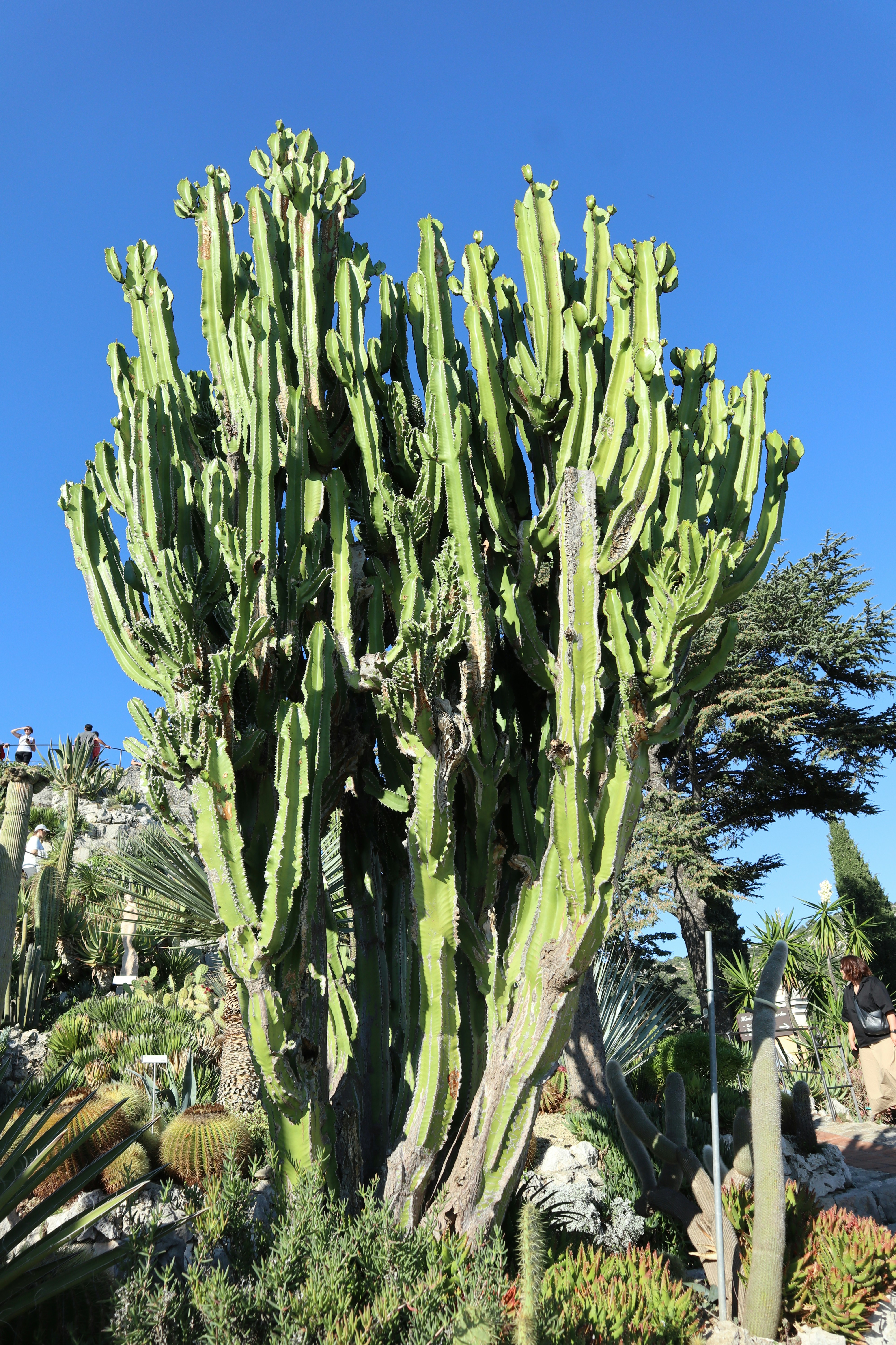 A large cactus tree in the middle of a garden