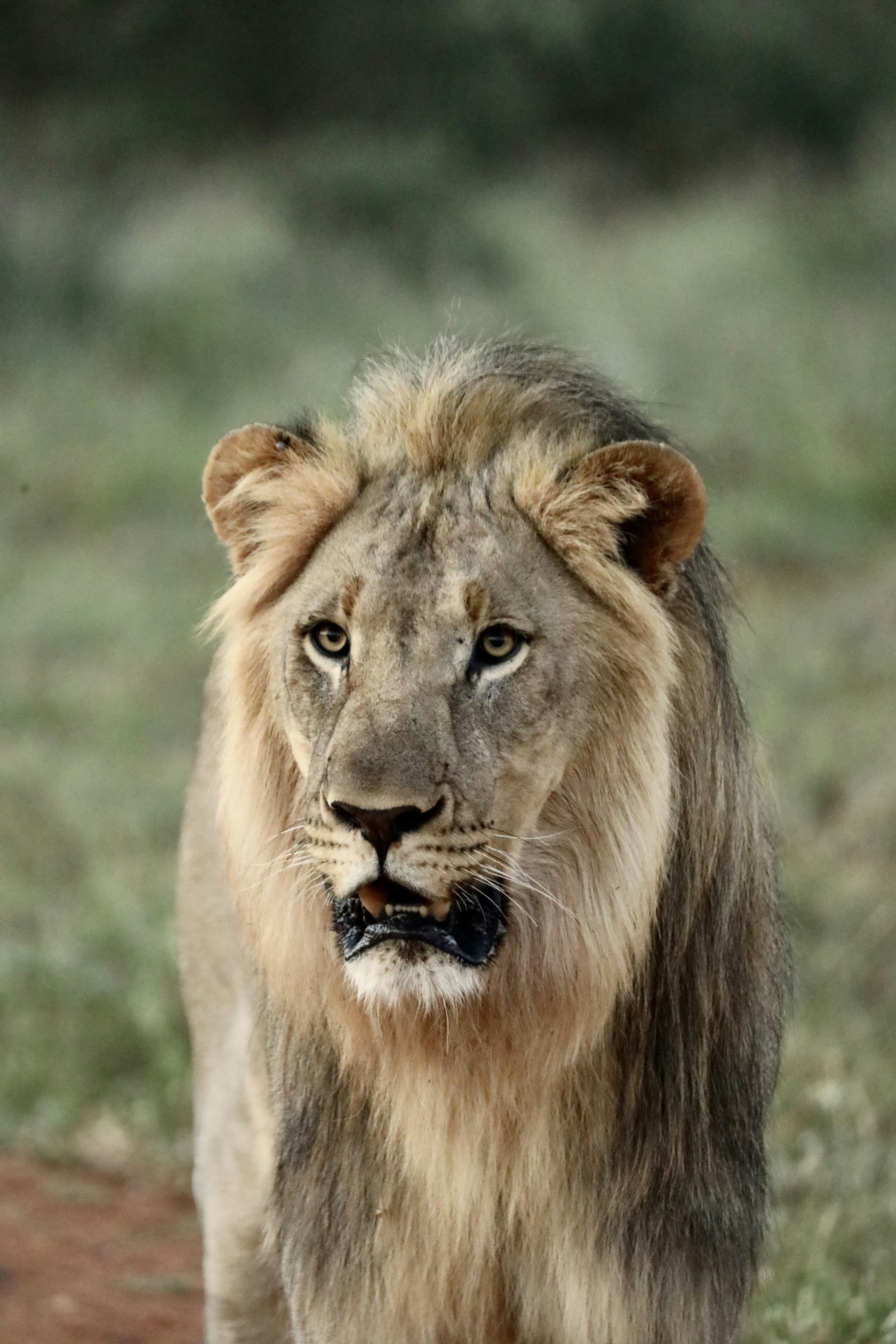 22. The First Lion Pride to Wear GoPro Cameras (image credits: unsplash)