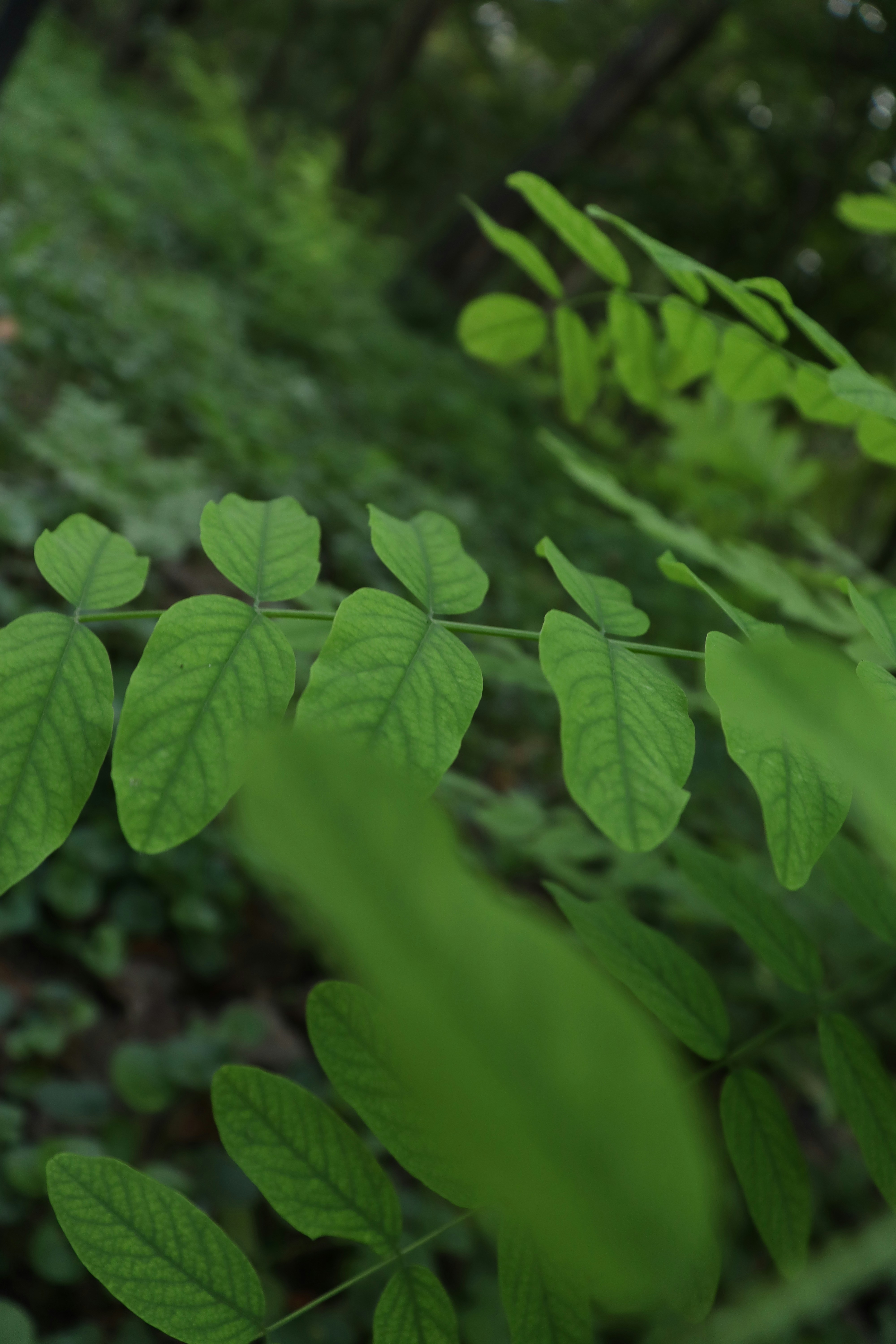 Photo by bored_mongoose