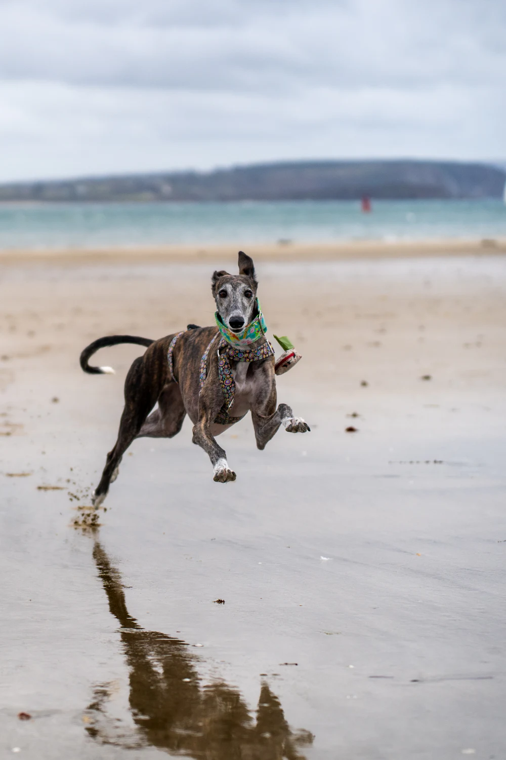Galgo Español, photo 3