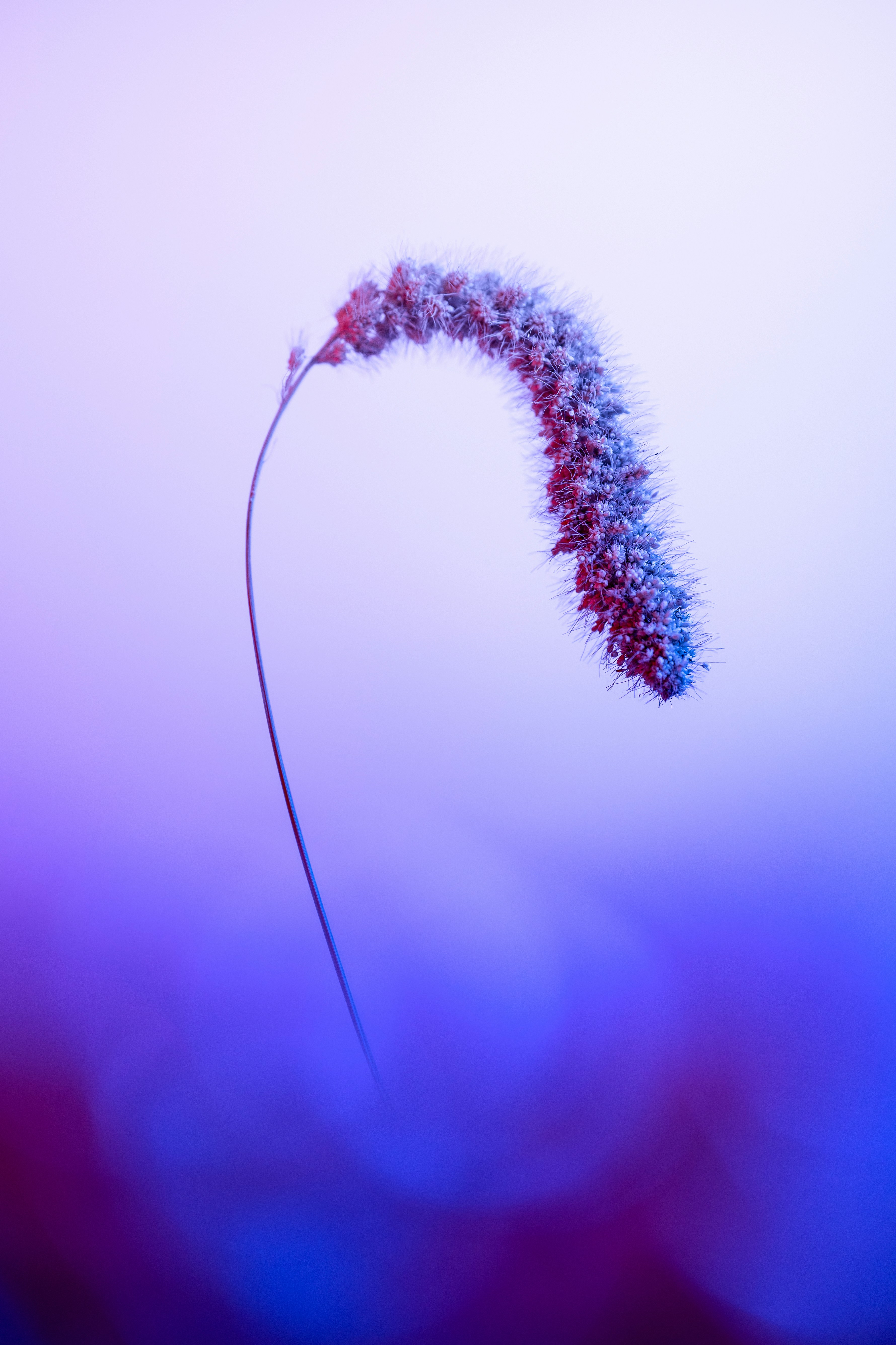 A plant with red, white and blue flowers on it